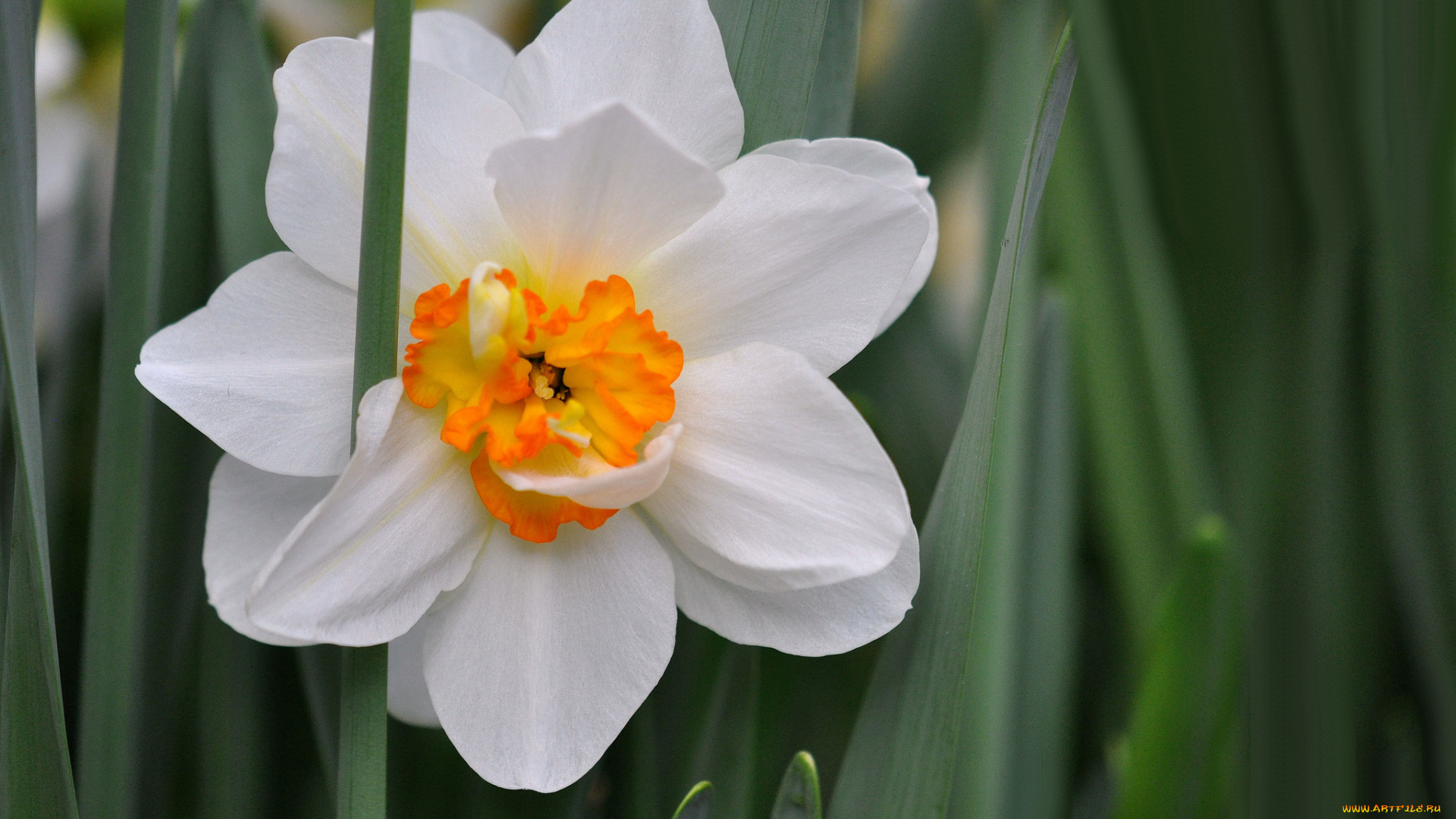 цветы, нарциссы, цветение, нарцисс, цветок