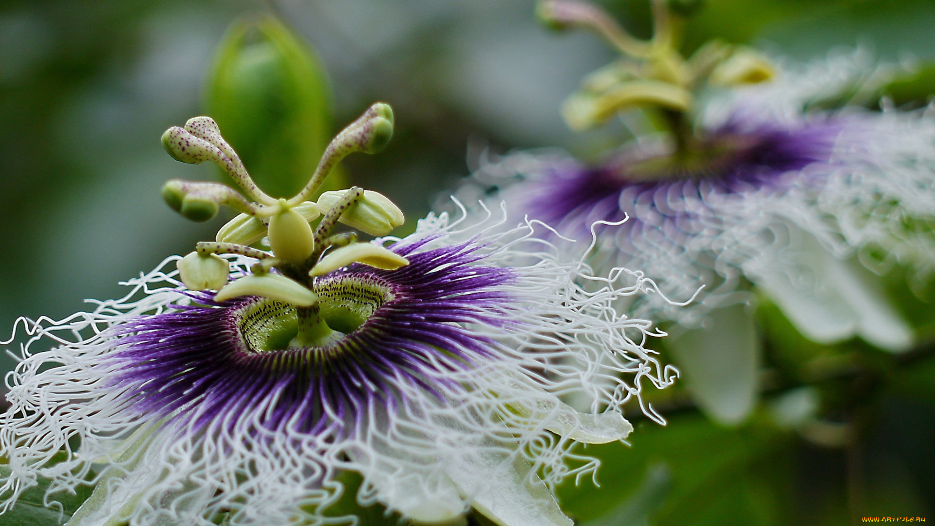 цветы, пассифлора, цветение