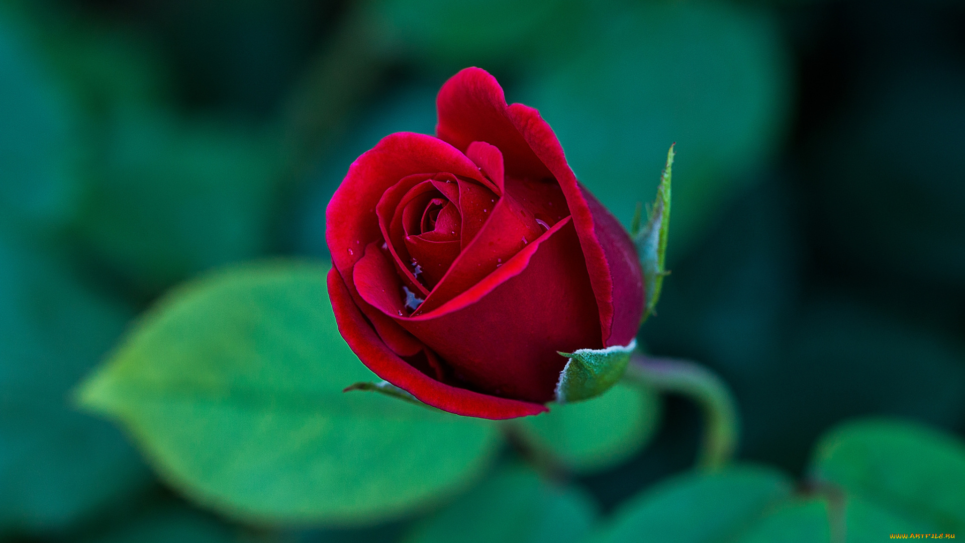 цветы, розы, бутон