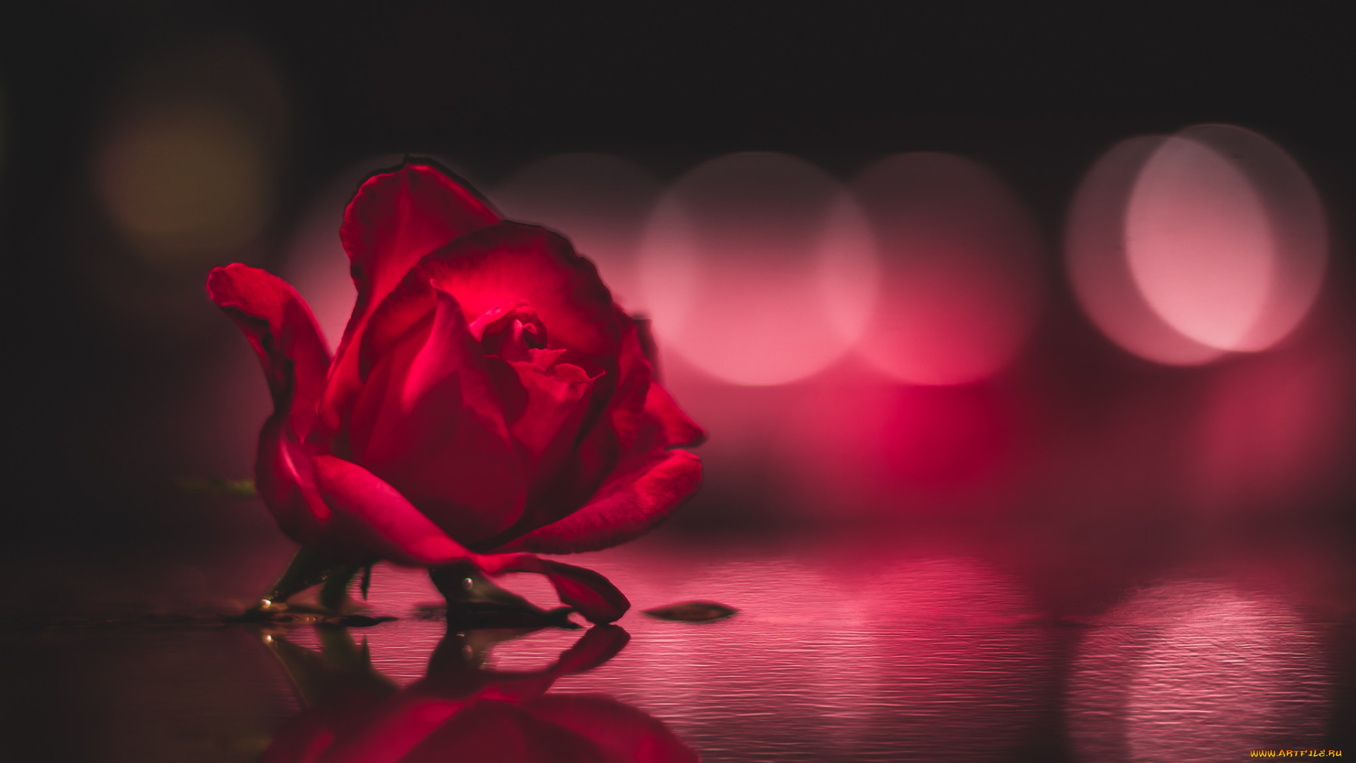 цветы, розы, цветок, боке, фон, роза