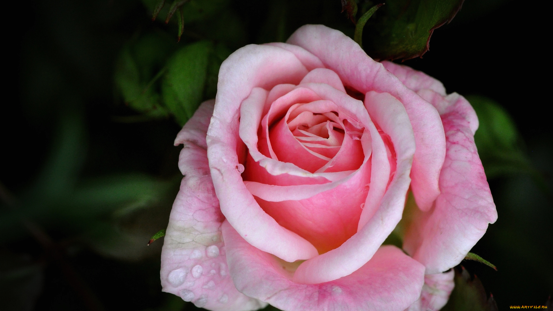 цветы, розы, розовый