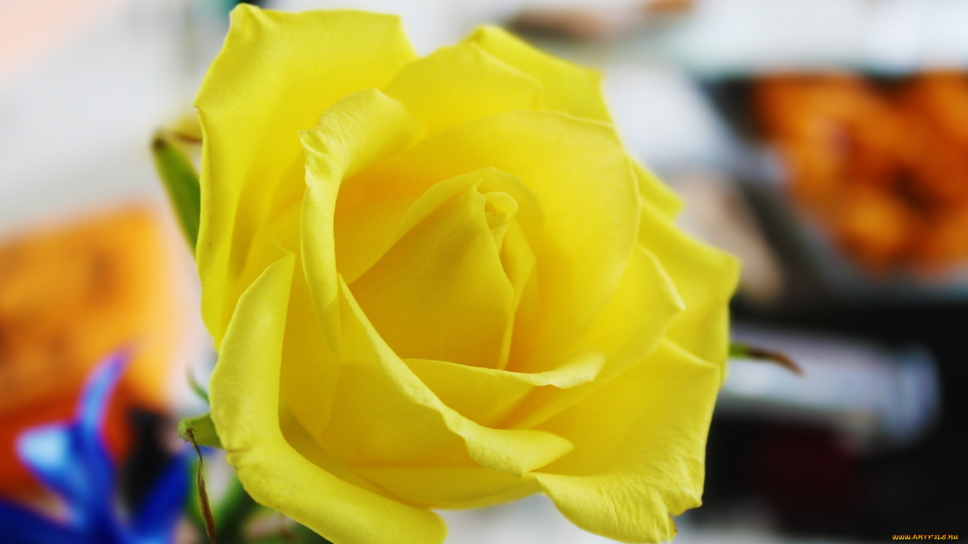 цветы, розы, желтый