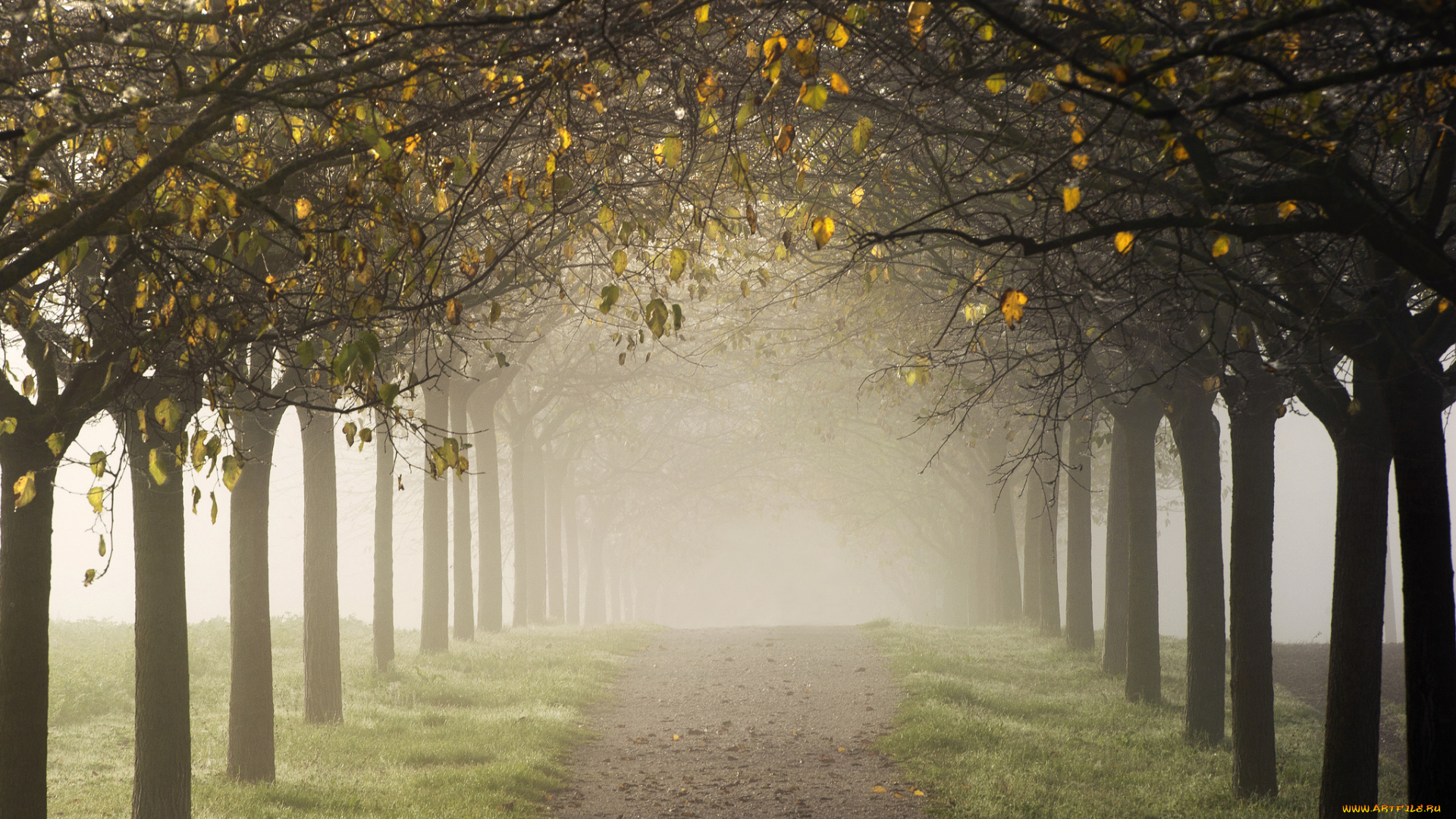 природа, дороги, осень, туман, аллея, деревья, дорога