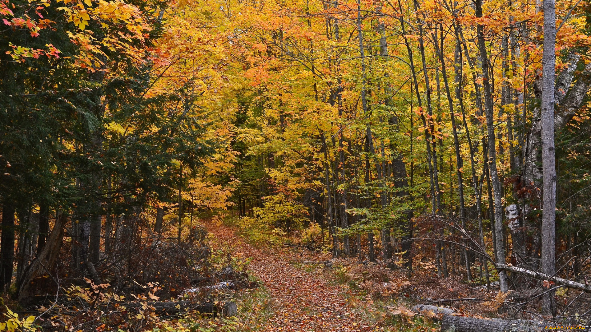 природа, дороги, тропинка, лес, осень