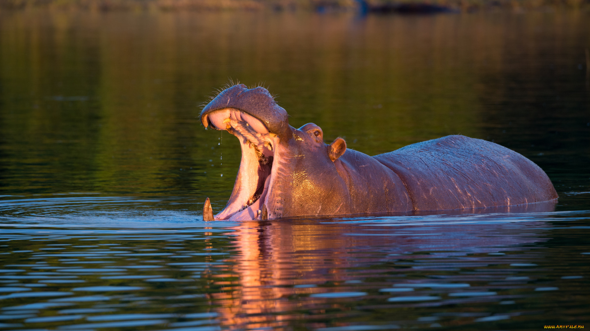 животные, бегемоты, бегемот, вода, пасть, закат, озеро