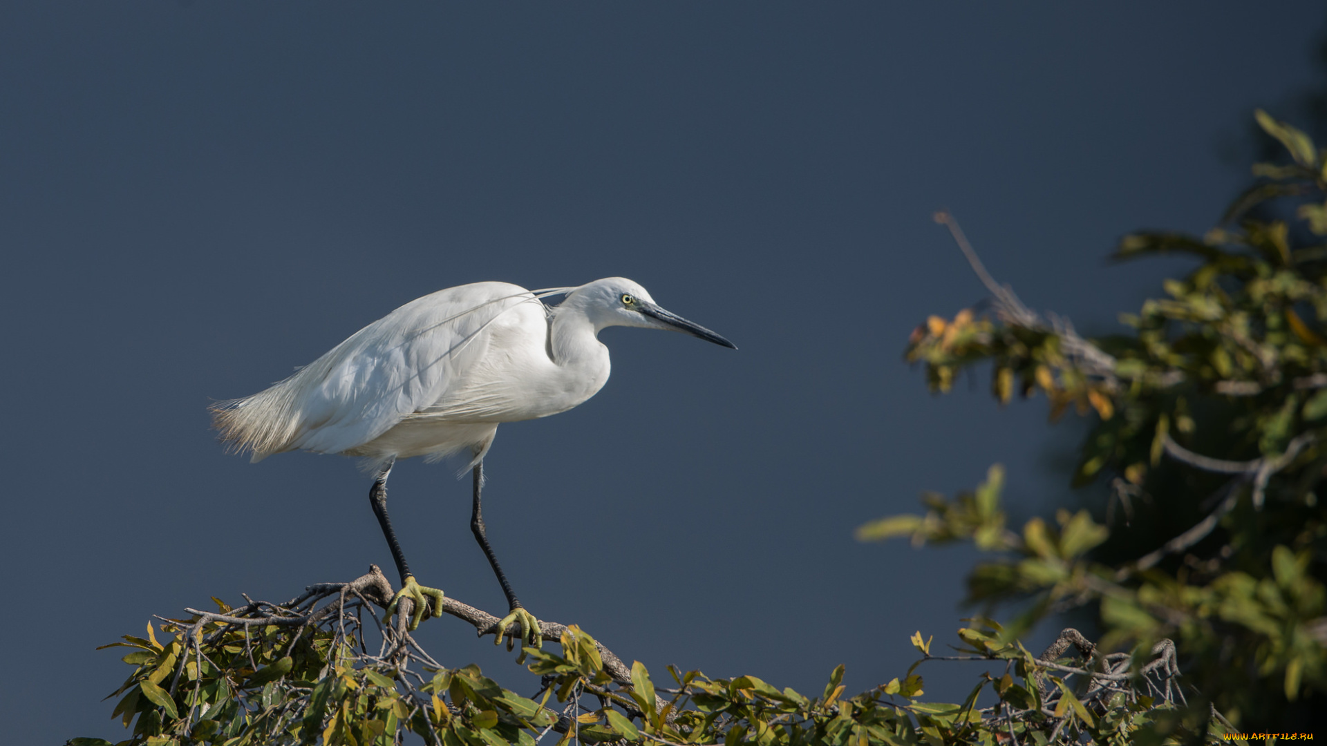 животные, цапли, , выпи, небо, белая, цапля, листья, ветка, пасмурно