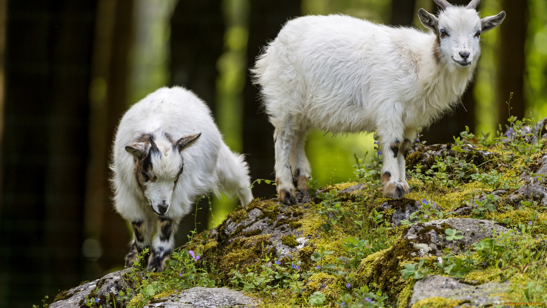 животные, козы, малыши