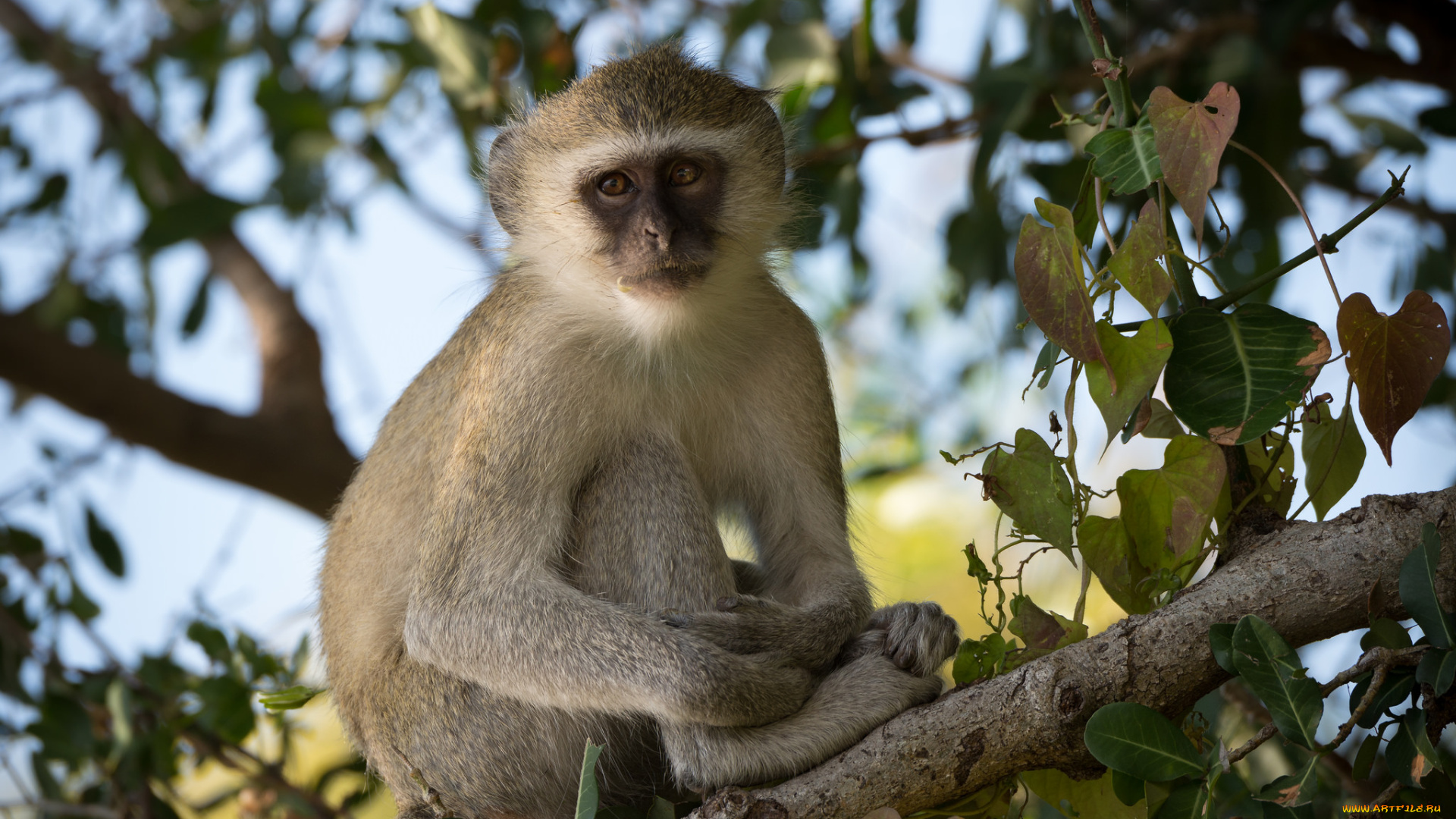 животные, обезьяны, сидит, взгляд, ветки, обезьяна