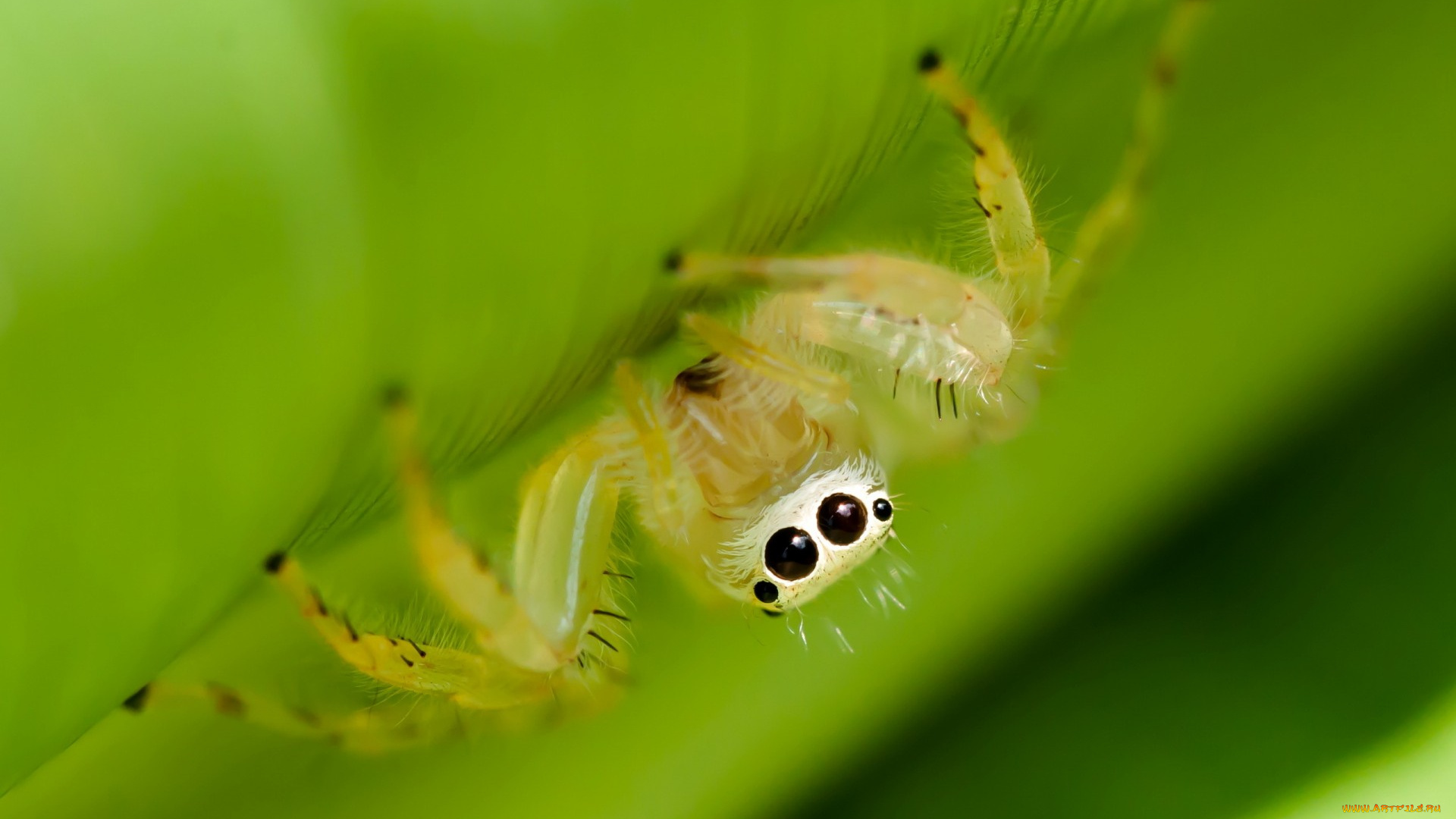 животные, пауки, глаза, макро, природа, паук, зелень