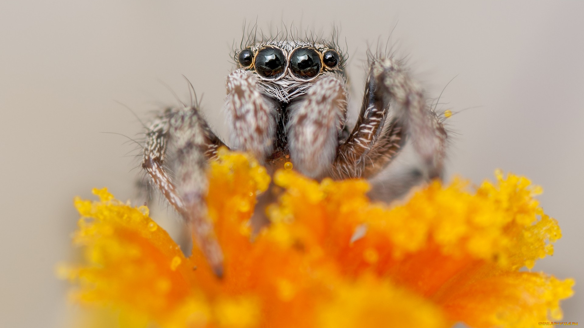 животные, пауки, макро, оранжевый, цветок, джампер, паук