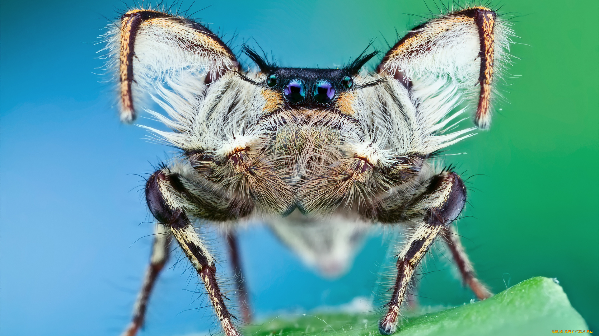 животные, пауки, паук, джампер, лапки, волосатый
