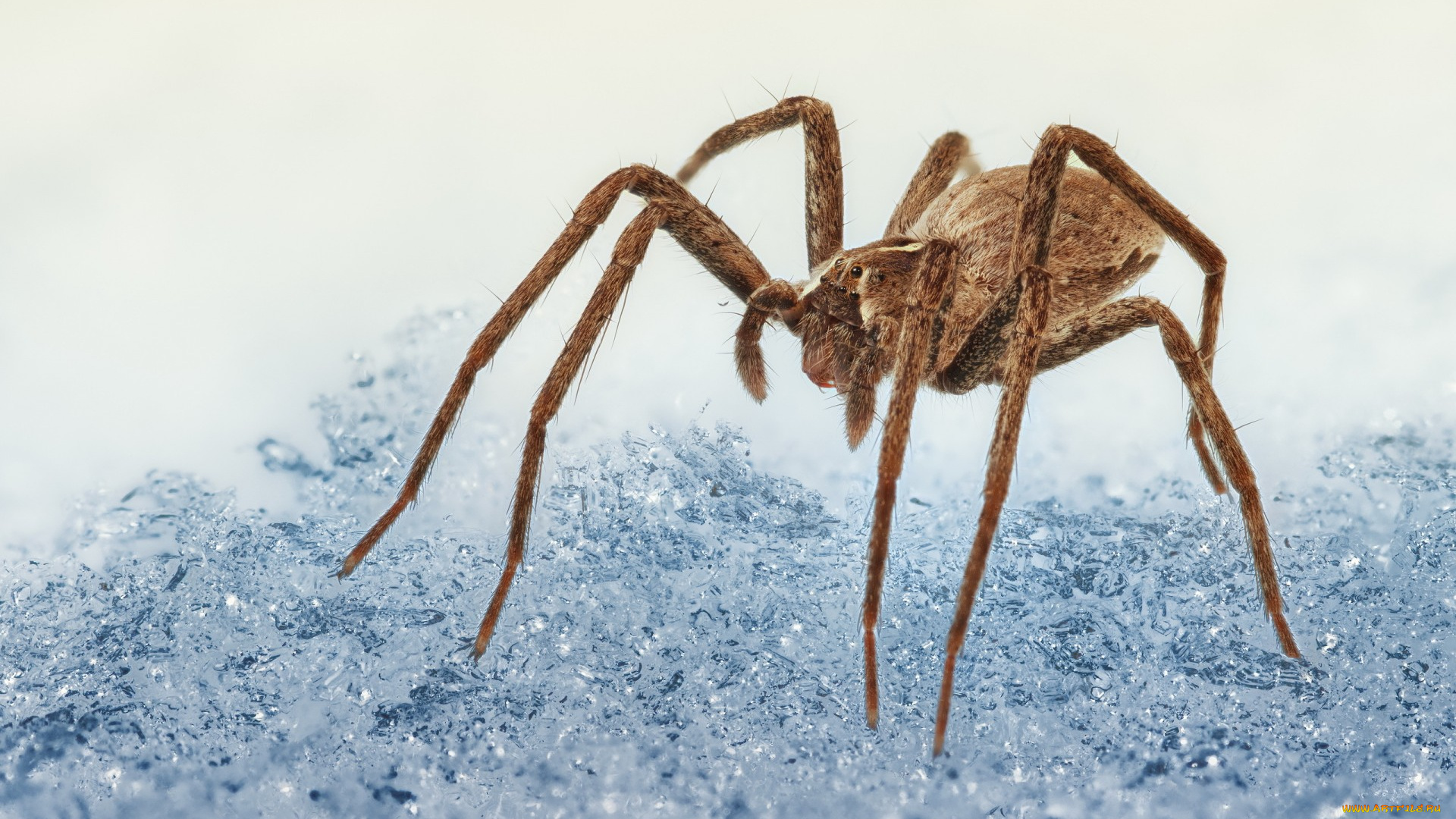 животные, пауки, паук, макро, природа