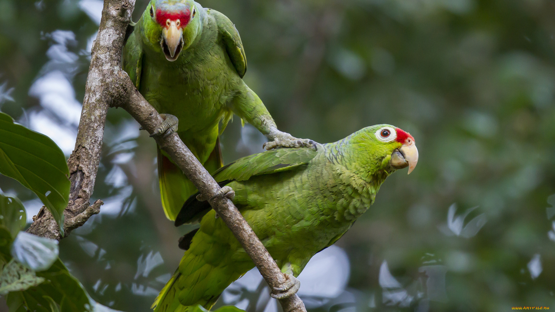 животные, попугаи, попугай, ветка, пара, лес, птицы