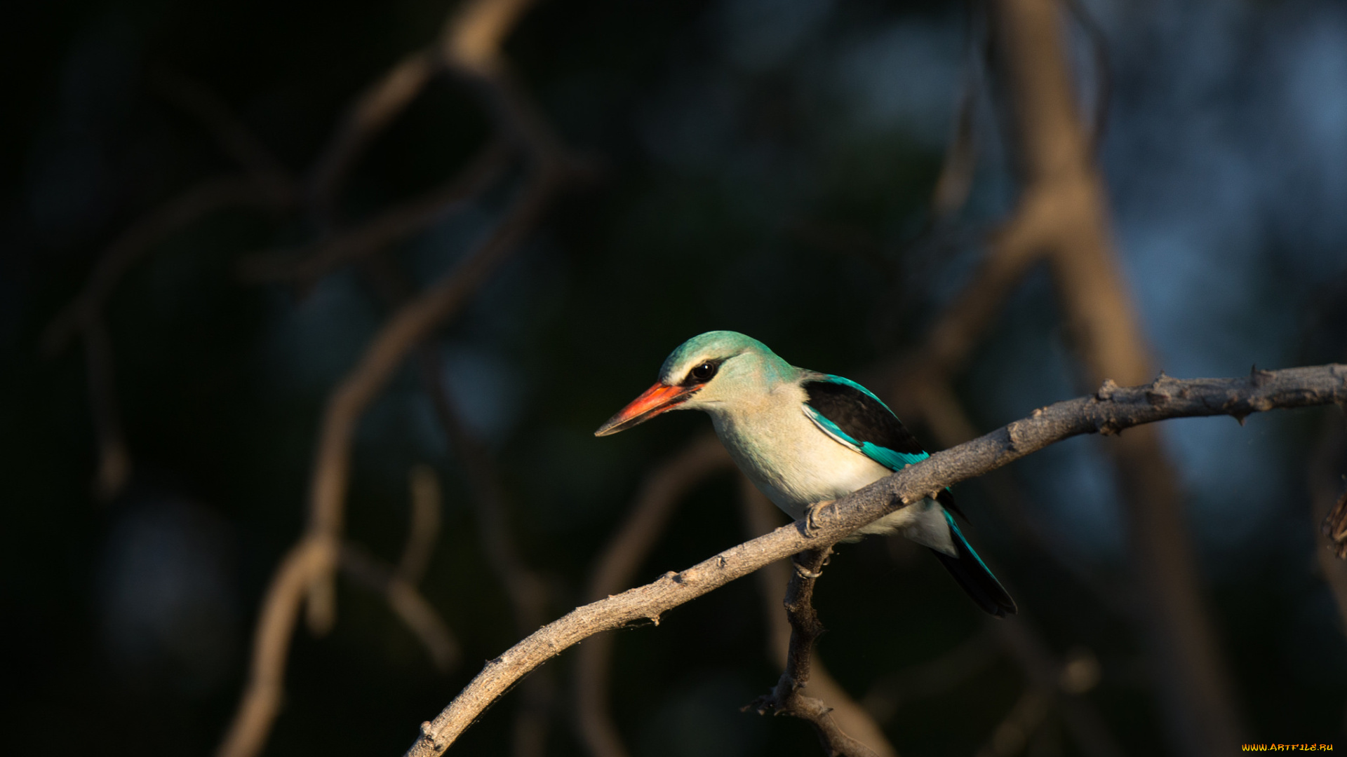животные, птицы, ночь, птица, ветка