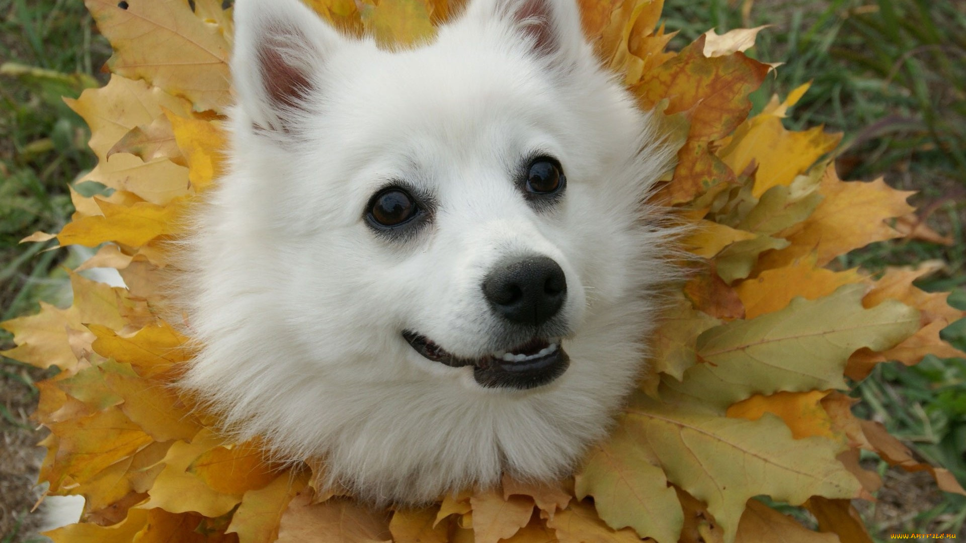 животные, собаки, морда, взгляд