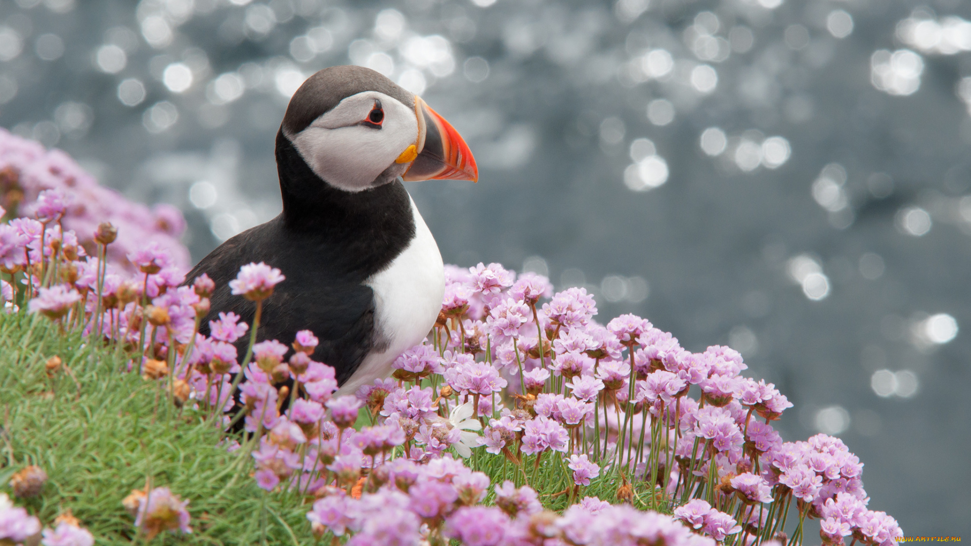 животные, тупики, тупик, атлантический, птица, профиль, puffin, цветы, блики