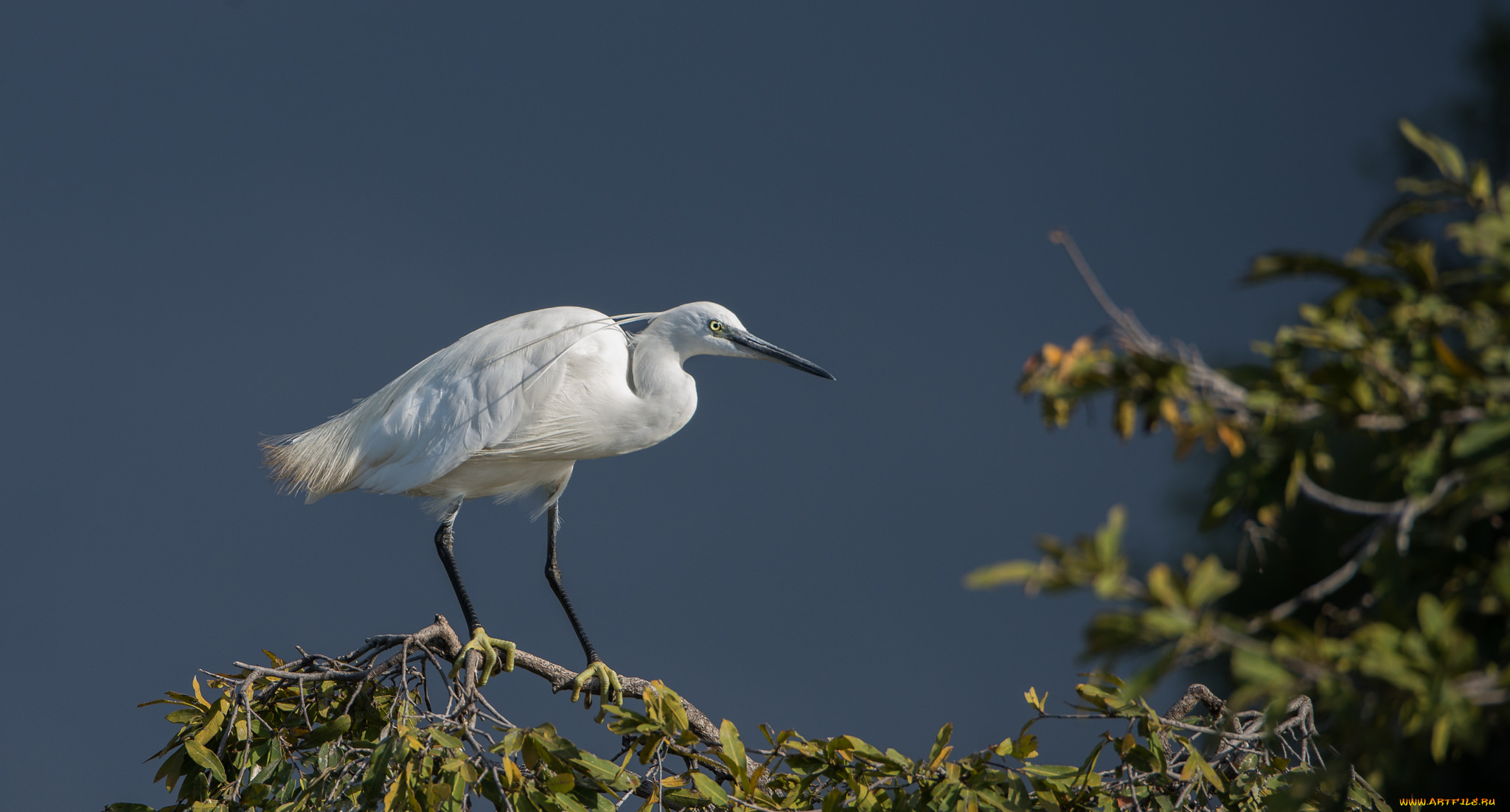 животные, цапли, , выпи, небо, белая, цапля, листья, ветка, пасмурно