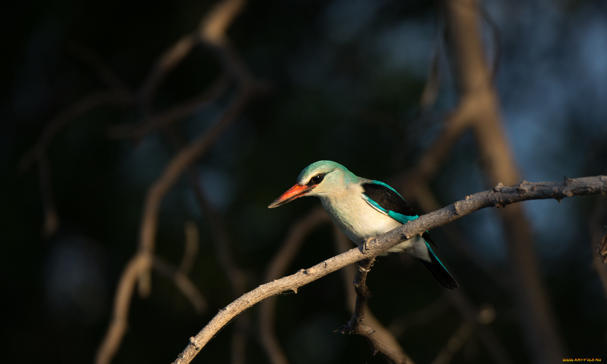 животные, птицы, ночь, птица, ветка