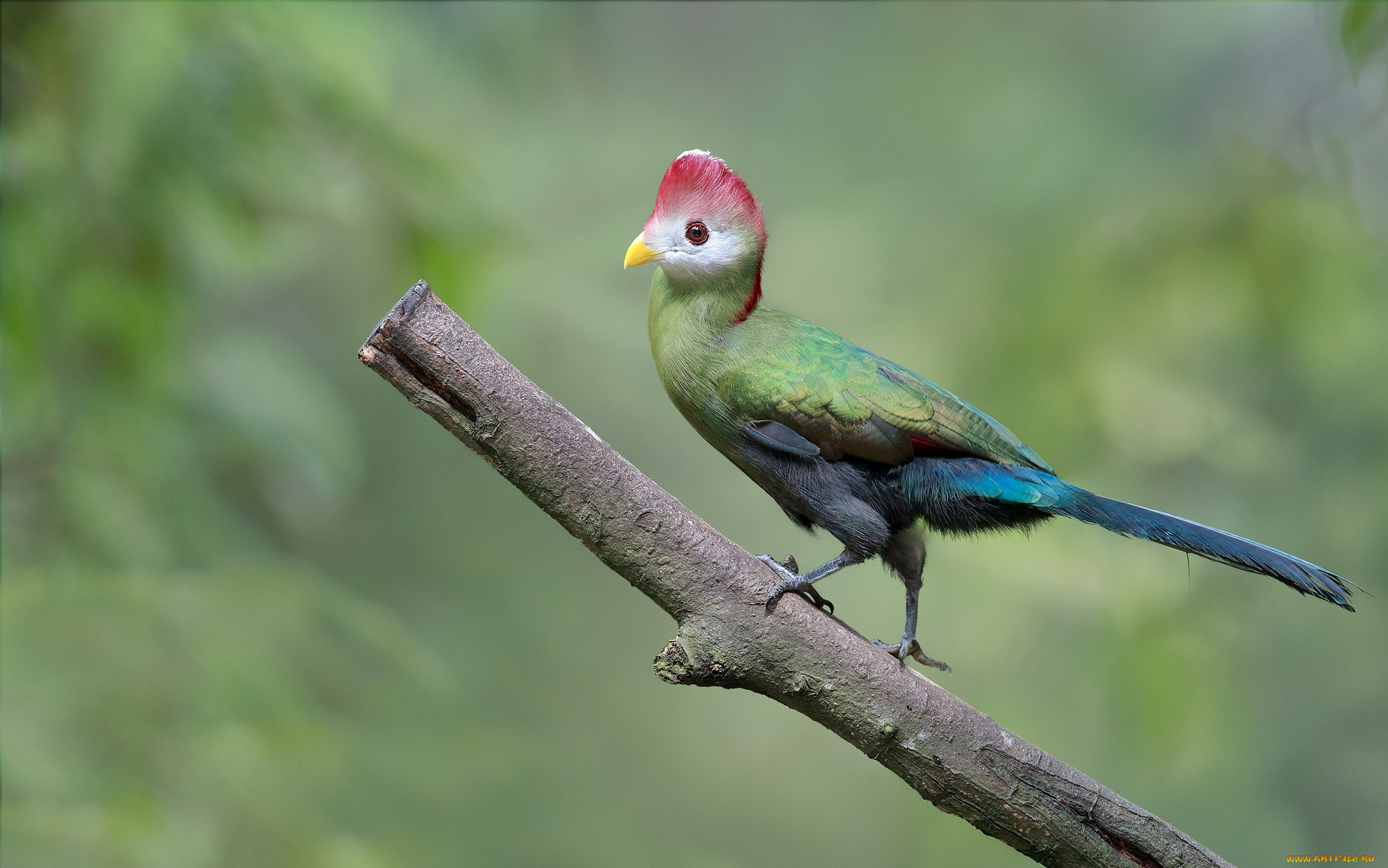 животные, турако, хохолок