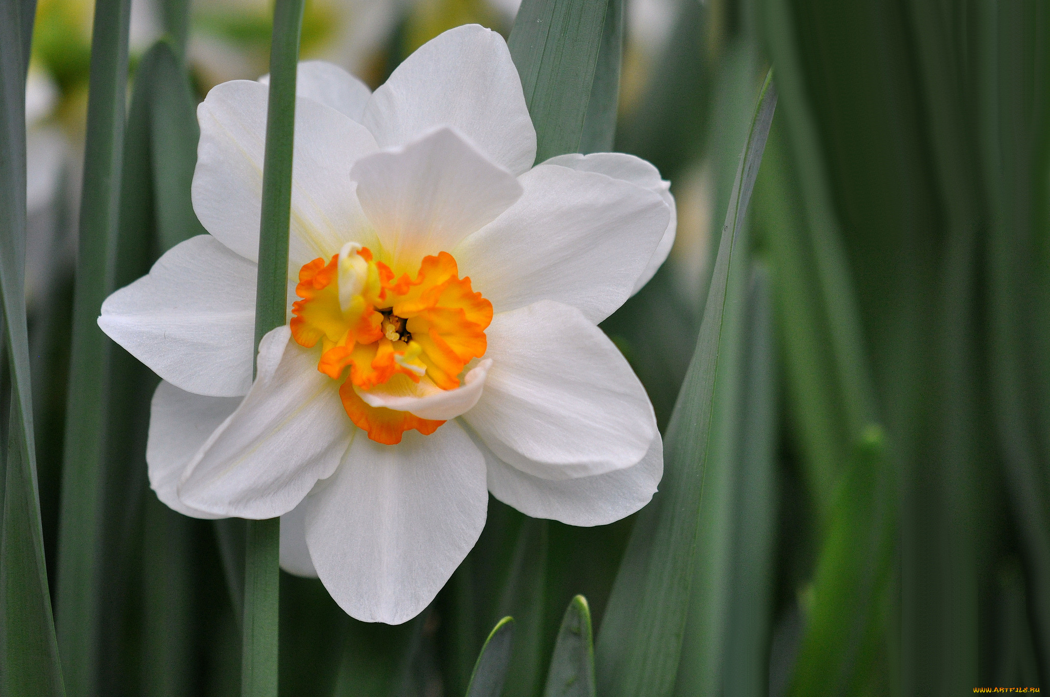 цветы, нарциссы, цветение, нарцисс, цветок