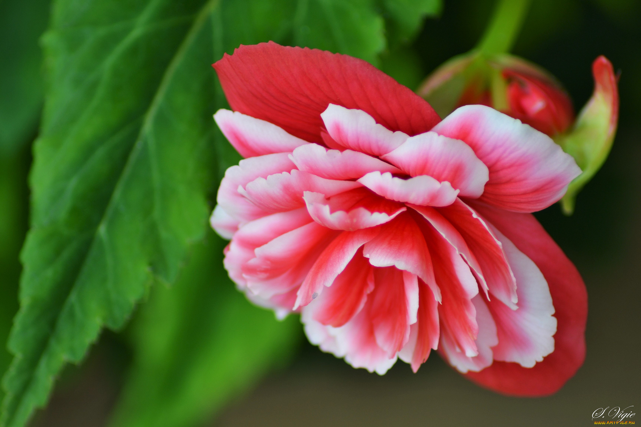 цветы, бегония, цветение