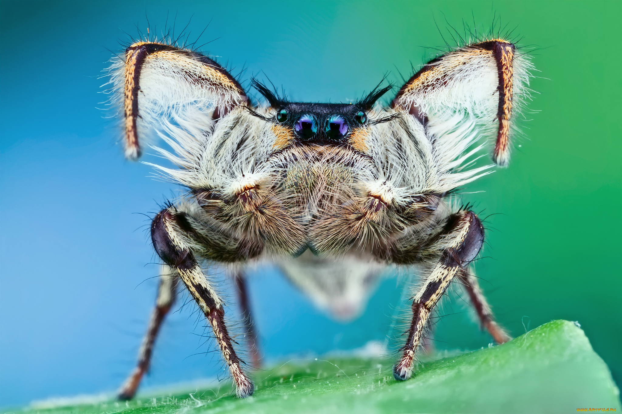 животные, пауки, паук, джампер, лапки, волосатый