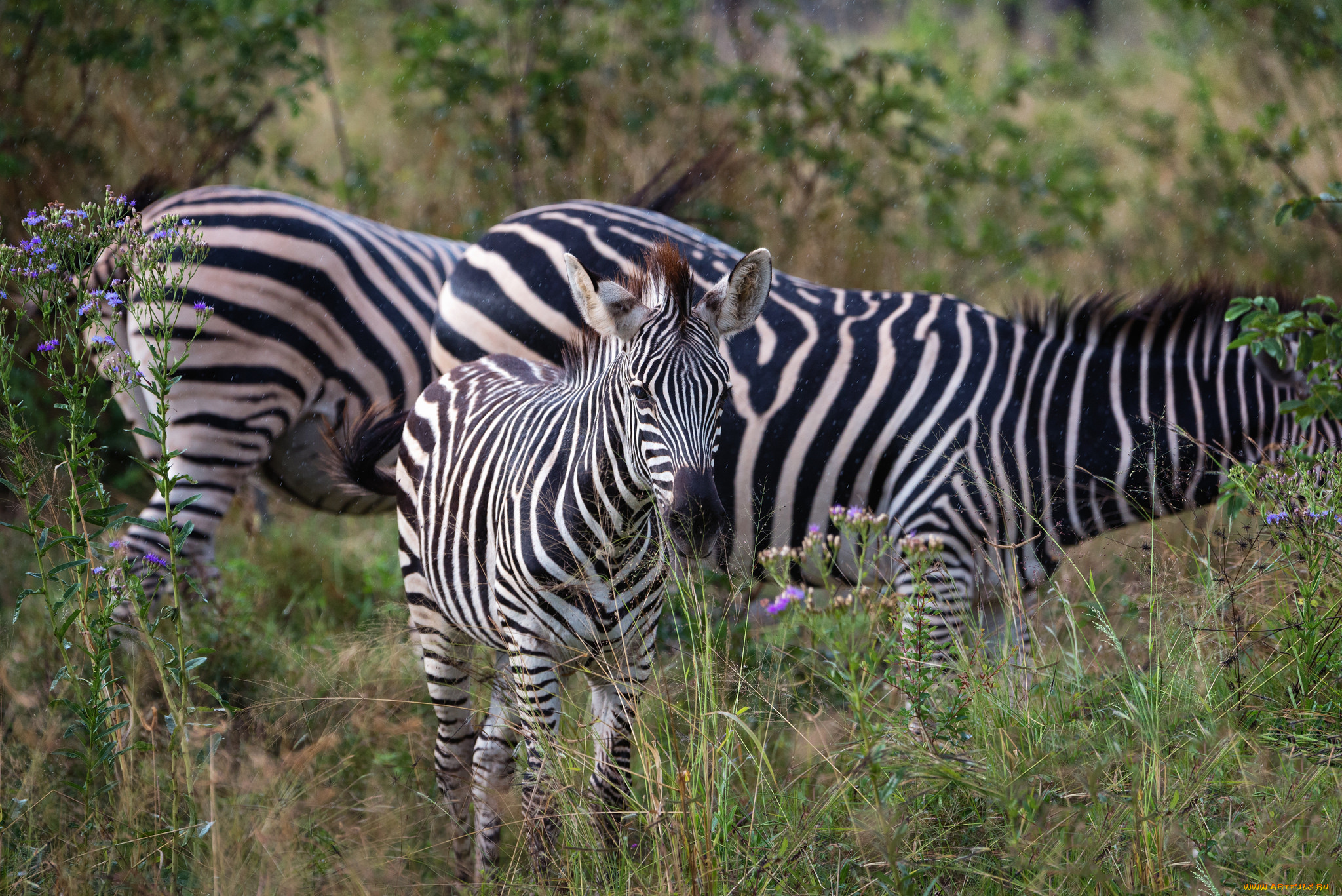животные, зебры, пасутся, полосатые, цветы, трава