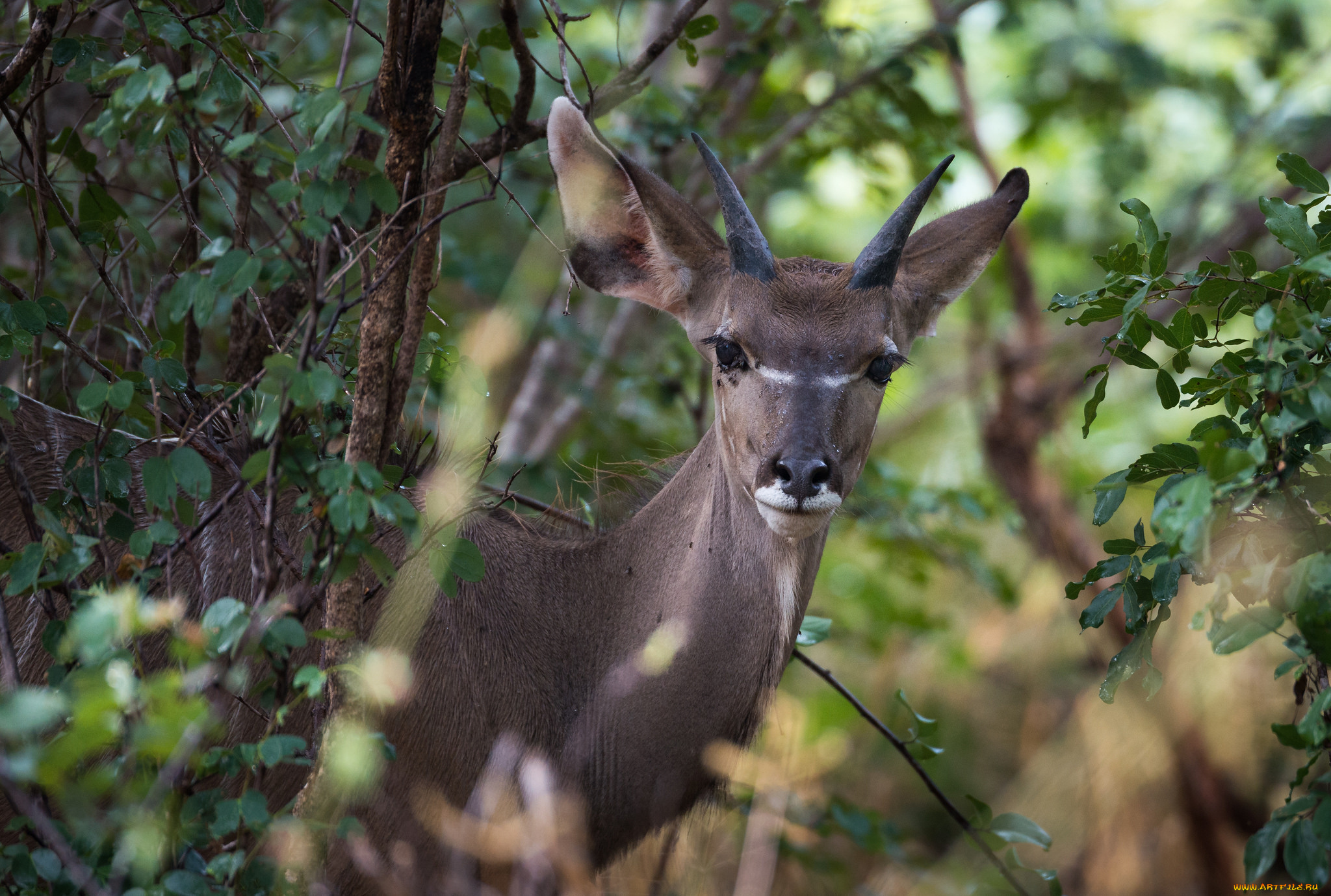животные, антилопы, листья, деревья, антилопа, ветки, взгляд