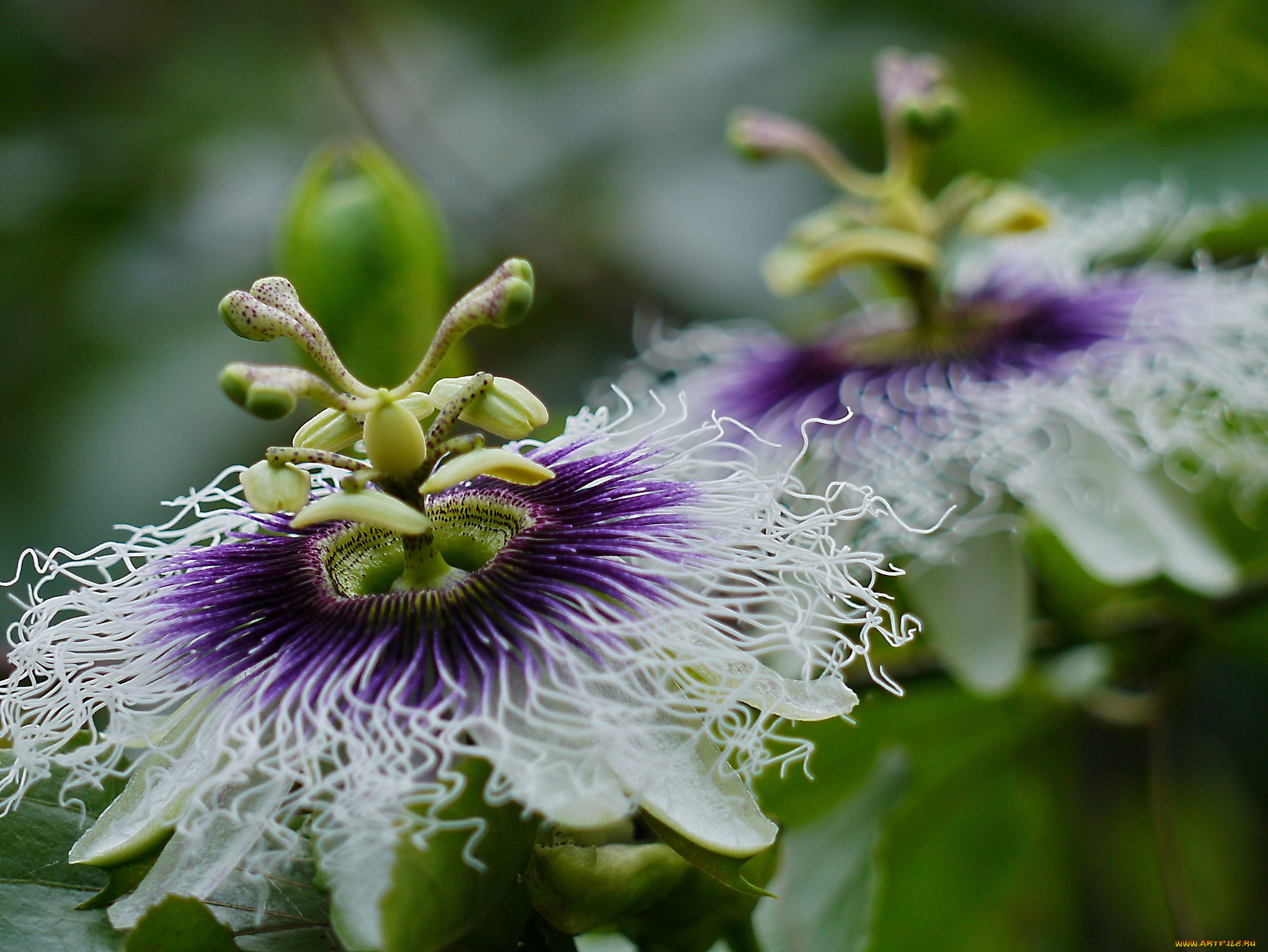 цветы, пассифлора, цветение