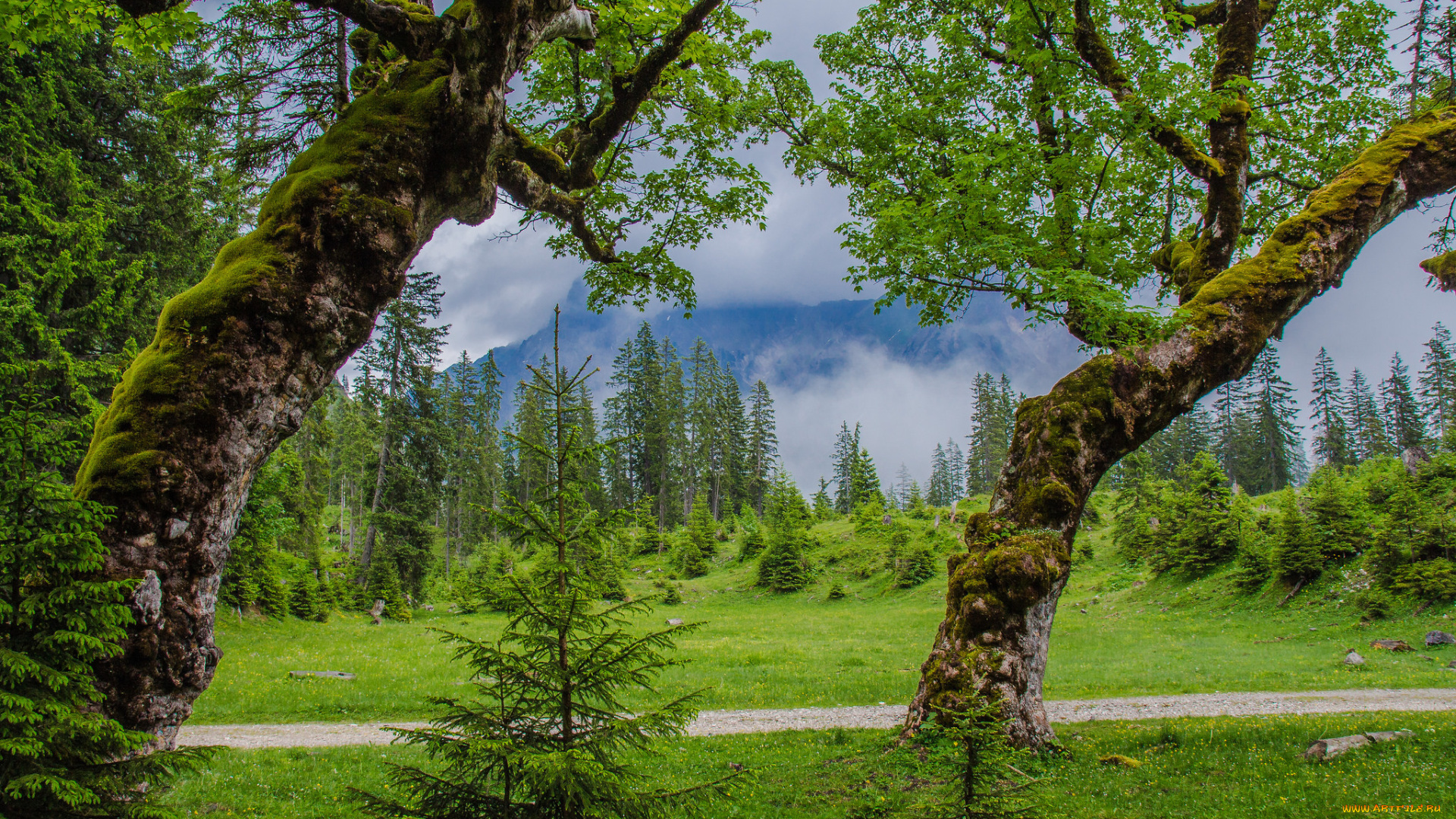 природа, пейзажи, деревья