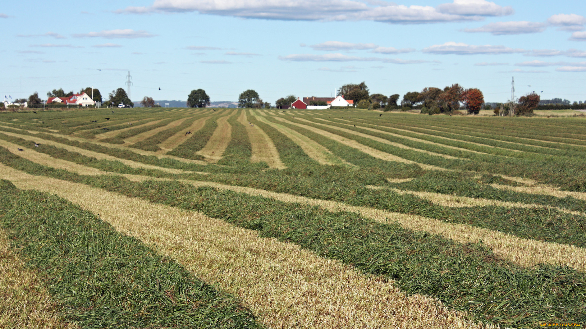 природа, поля, поле