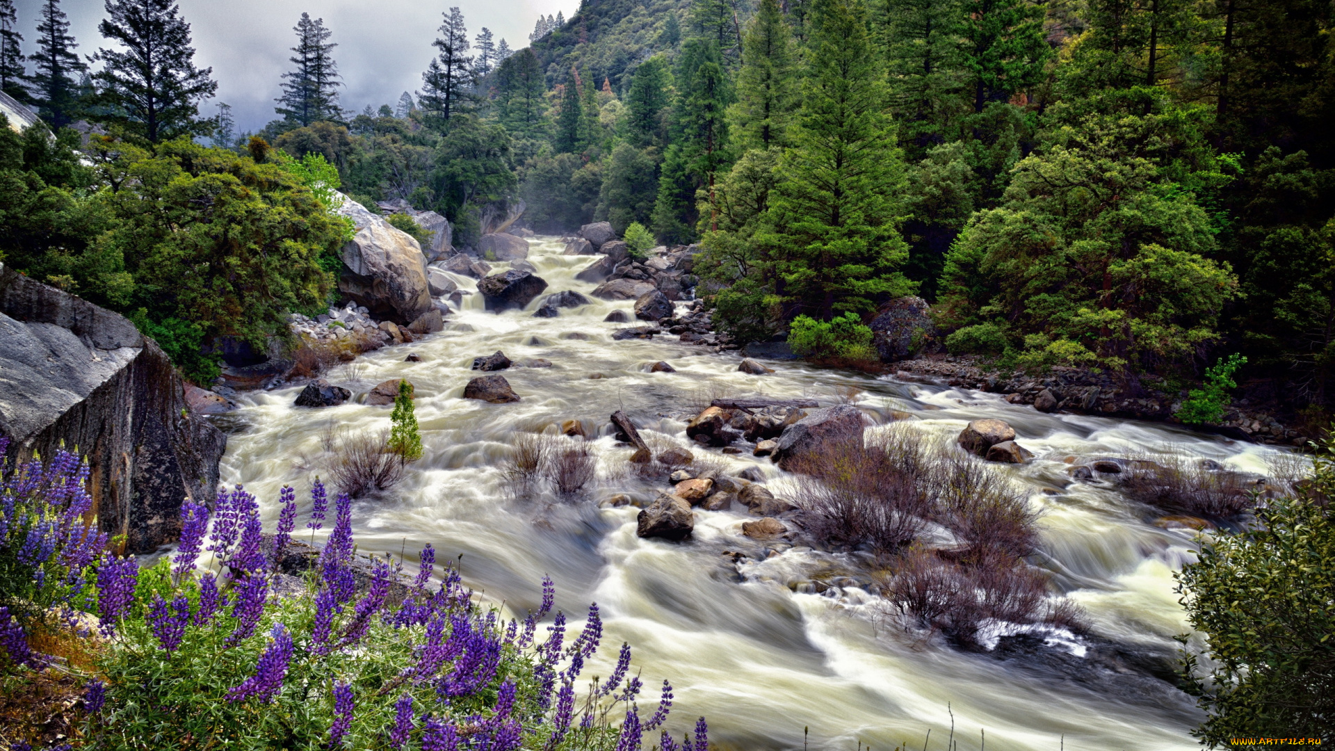 природа, реки, озера, лето, цветы, река