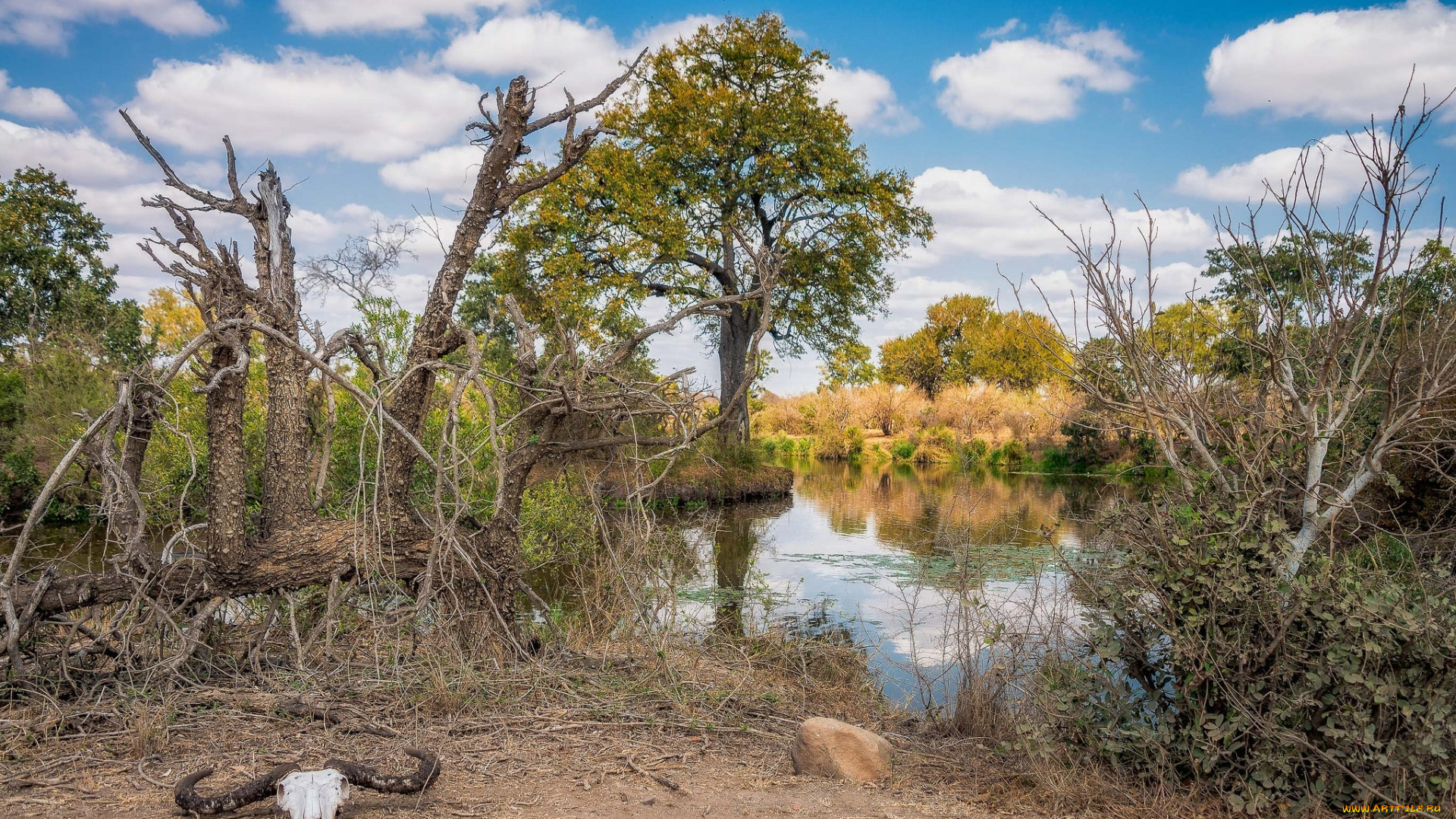 природа, реки, озера, река, лес