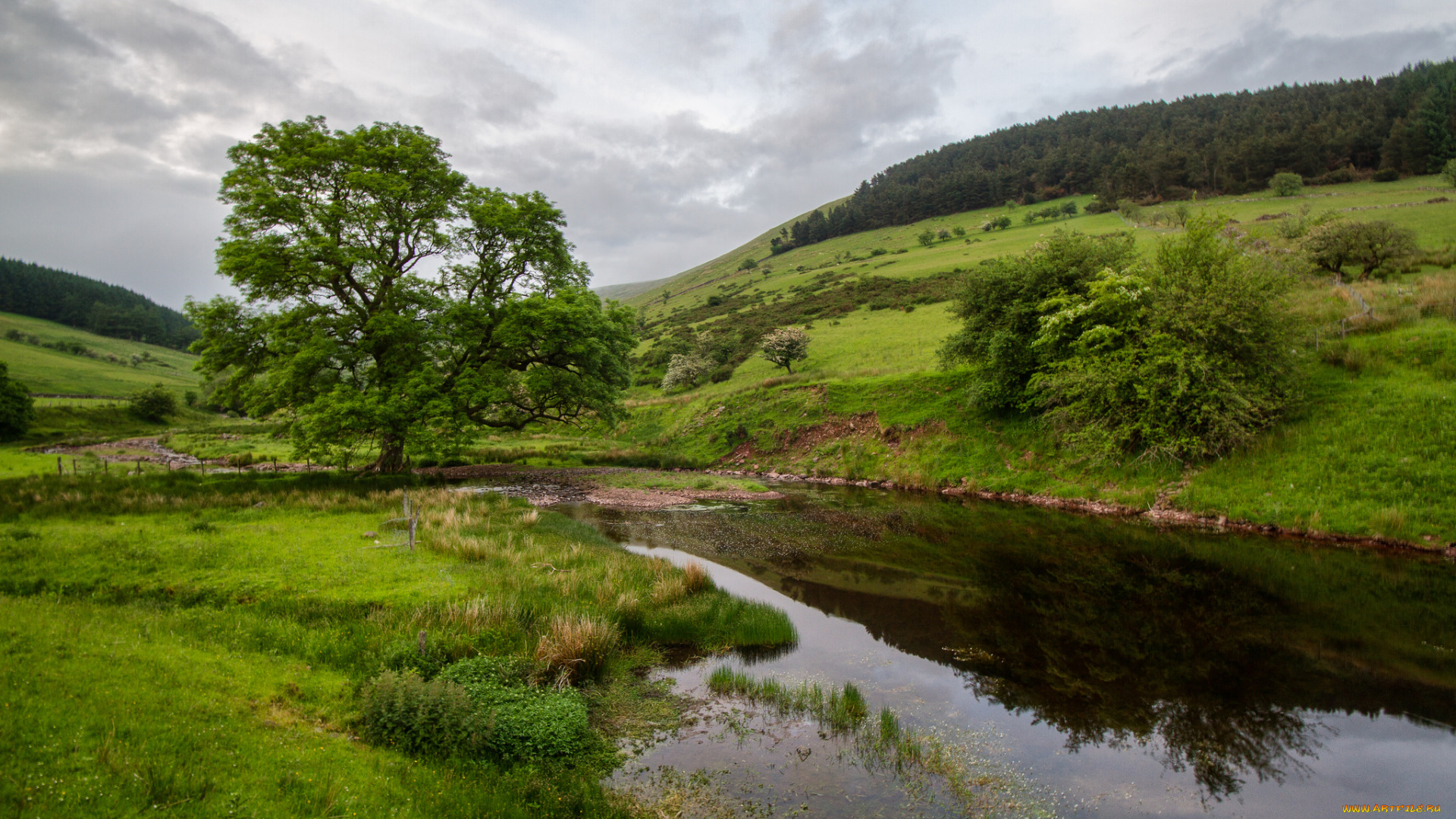 природа, реки, озера, река, лес