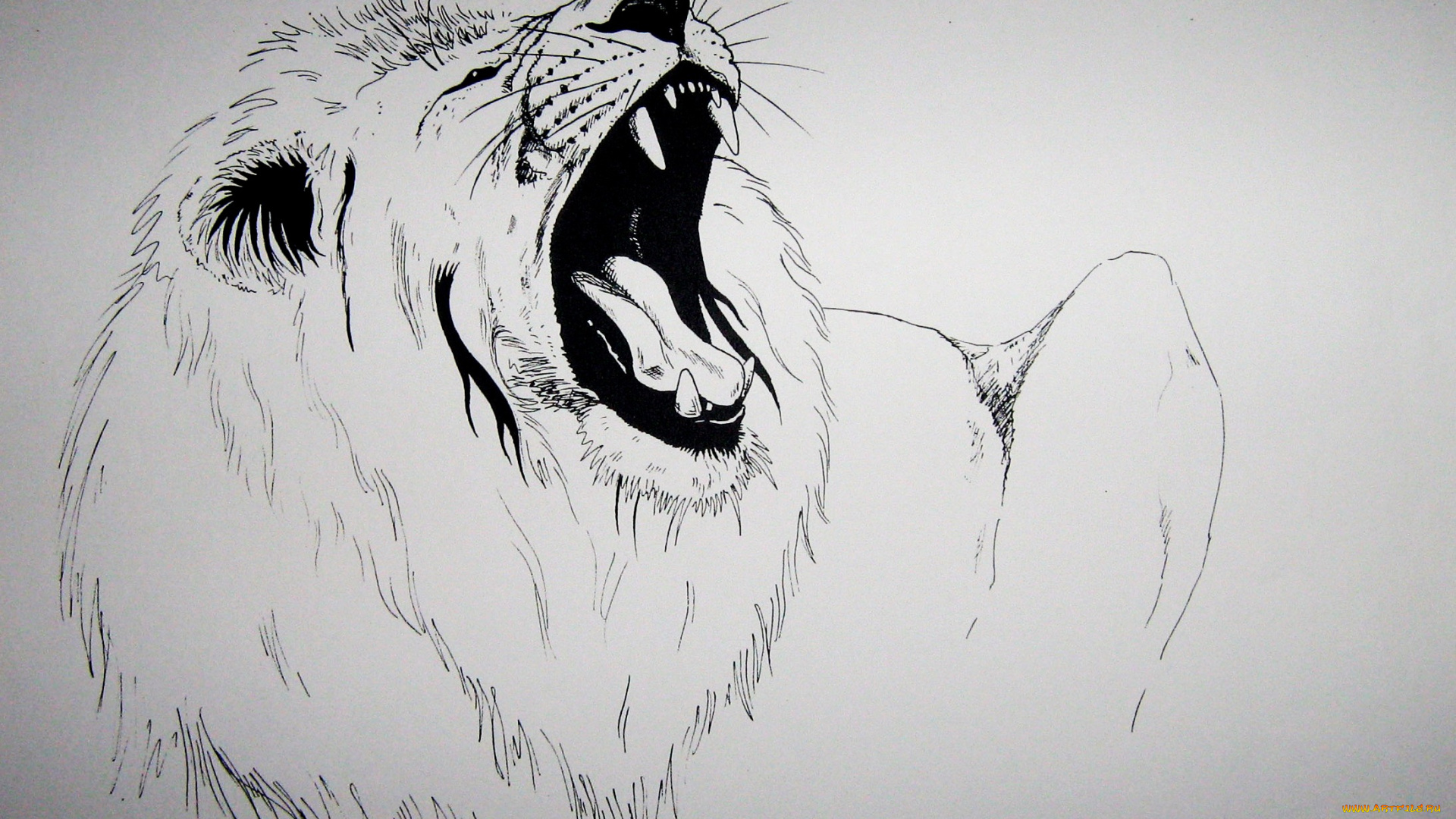 рисованное, животные, , львы, лев, грива, хищник, зверь