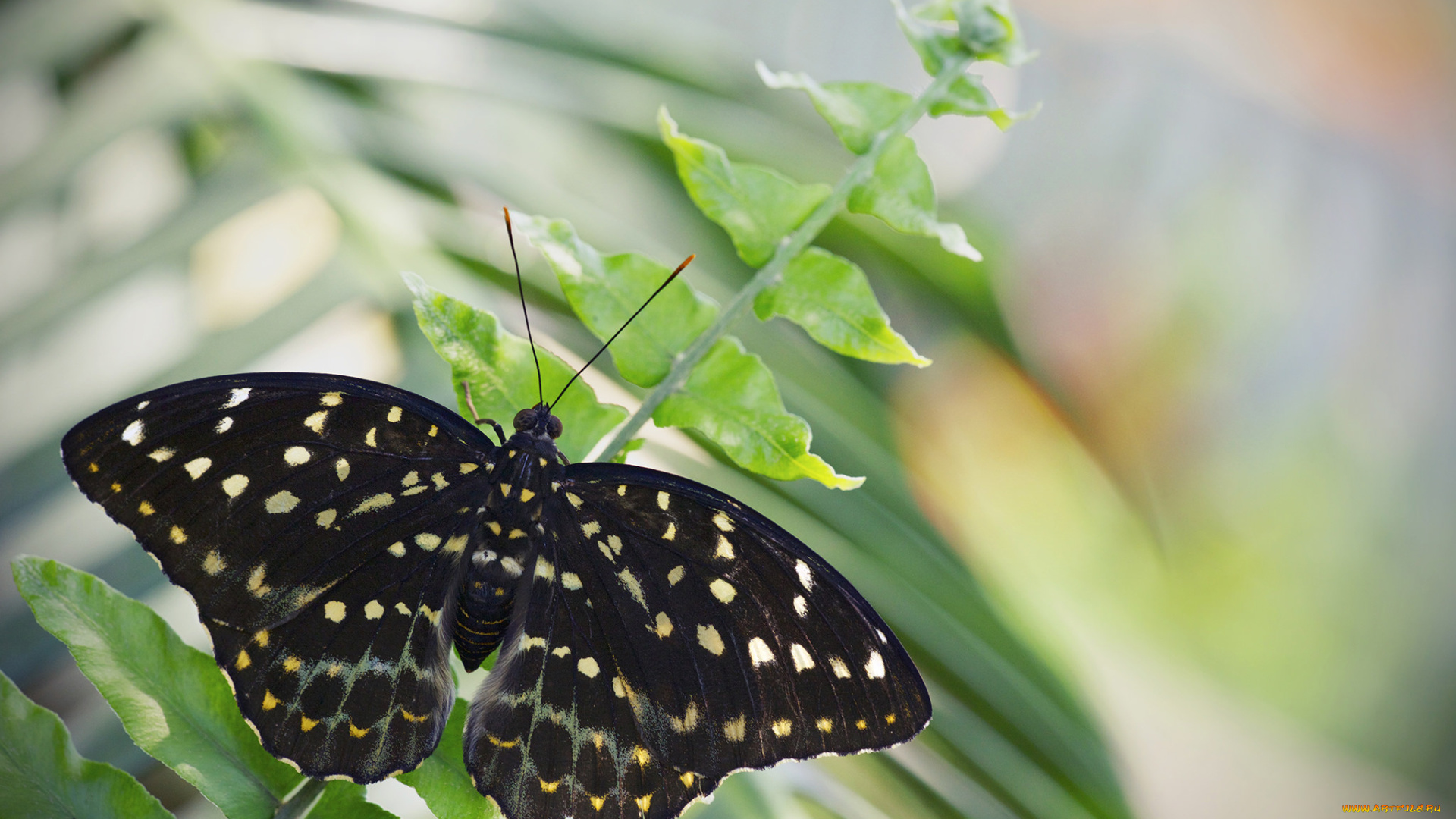 животные, бабочки, , мотыльки, , моли, бабочка