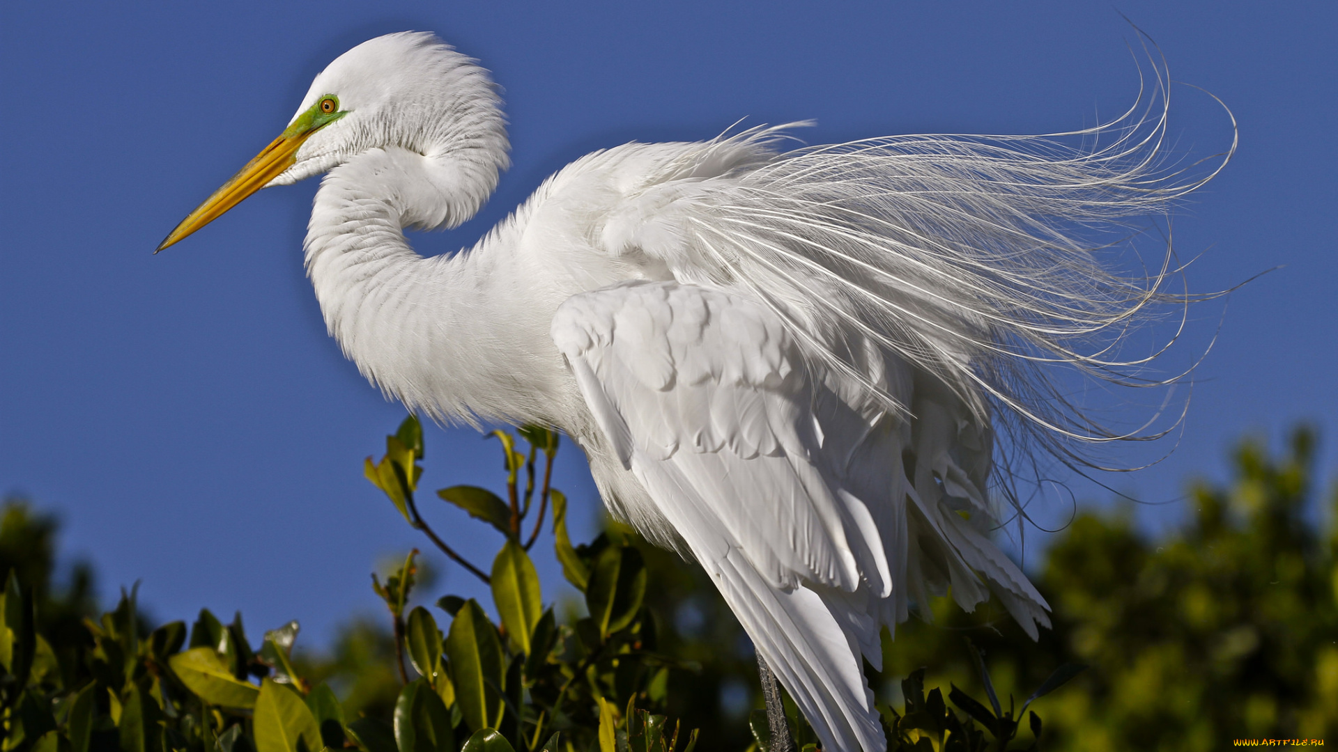 животные, цапли, , выпи, цапля