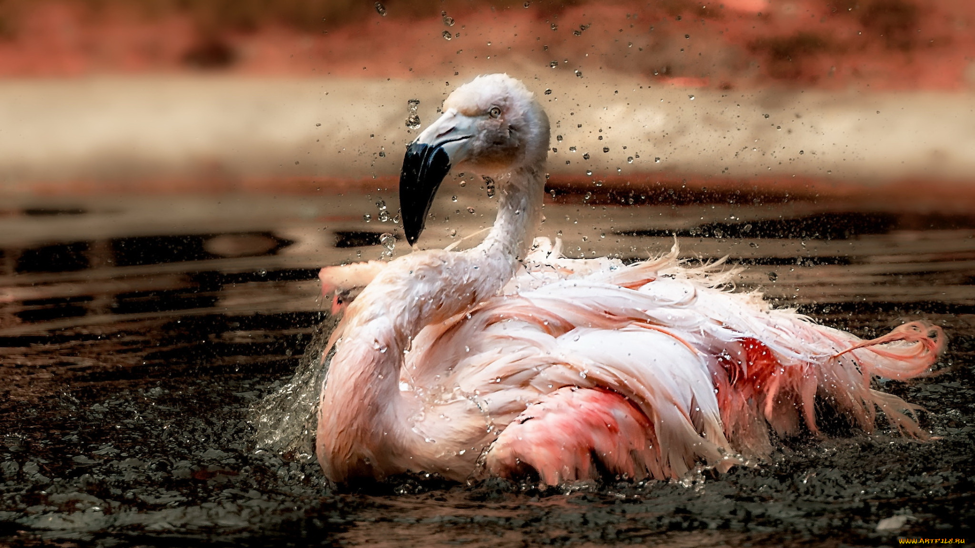 животные, фламинго, вода, птица