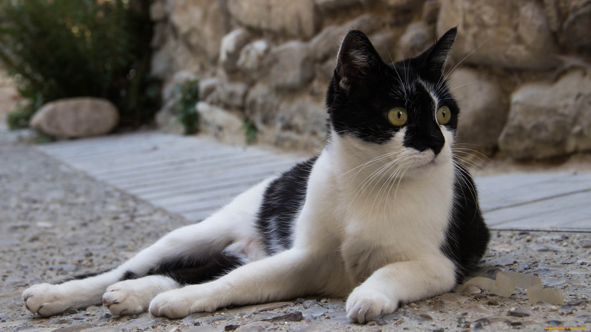 животные, коты, кот