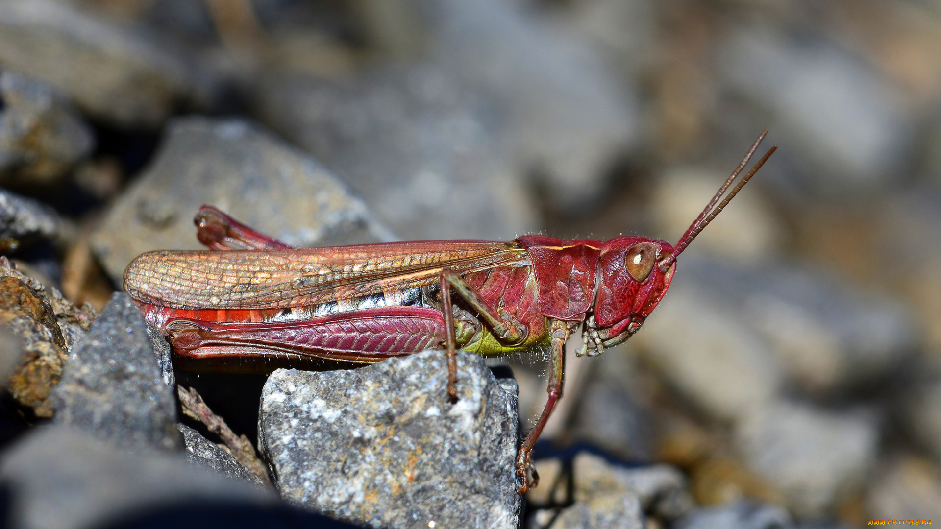 животные, кузнечики, , саранча, кузнечик