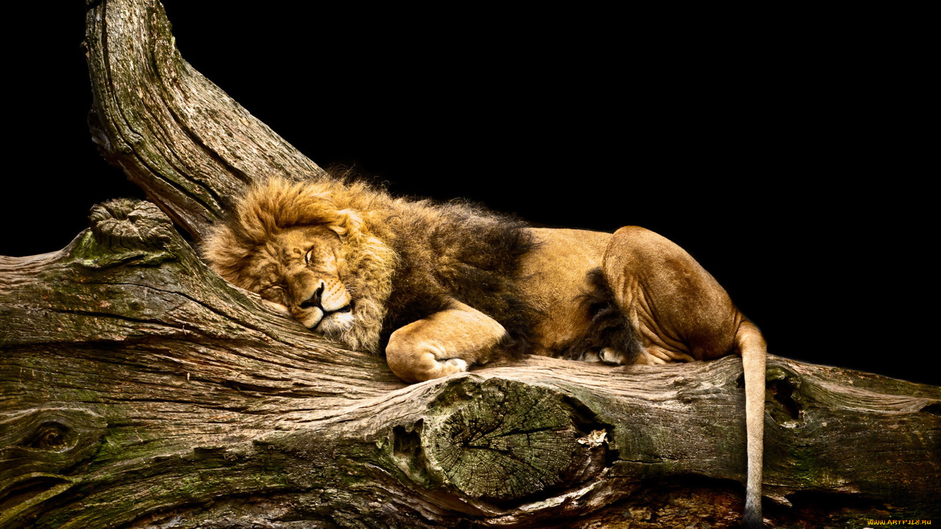 животные, львы, природа, зверь, лев