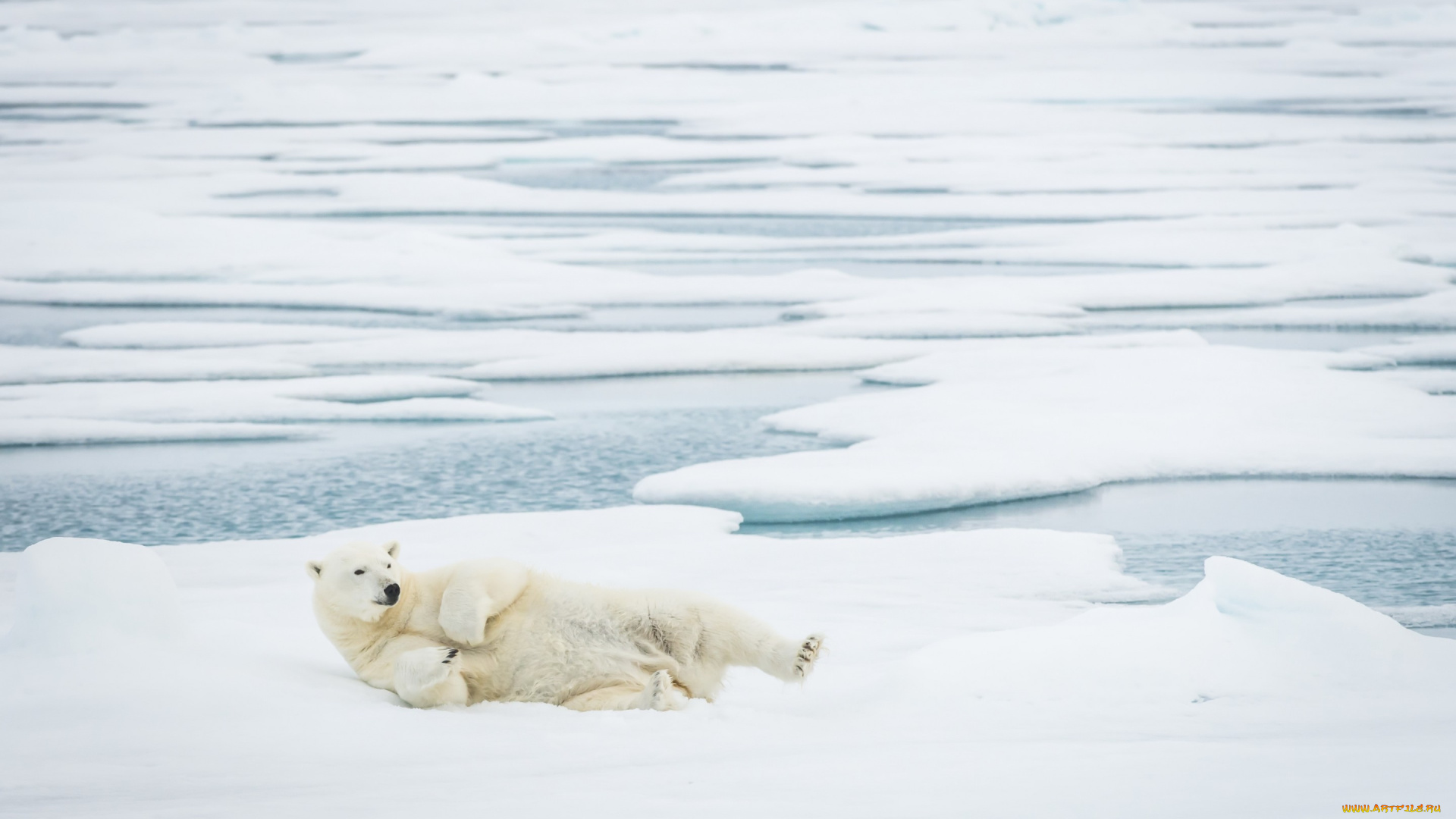 животные, медведи, медведь