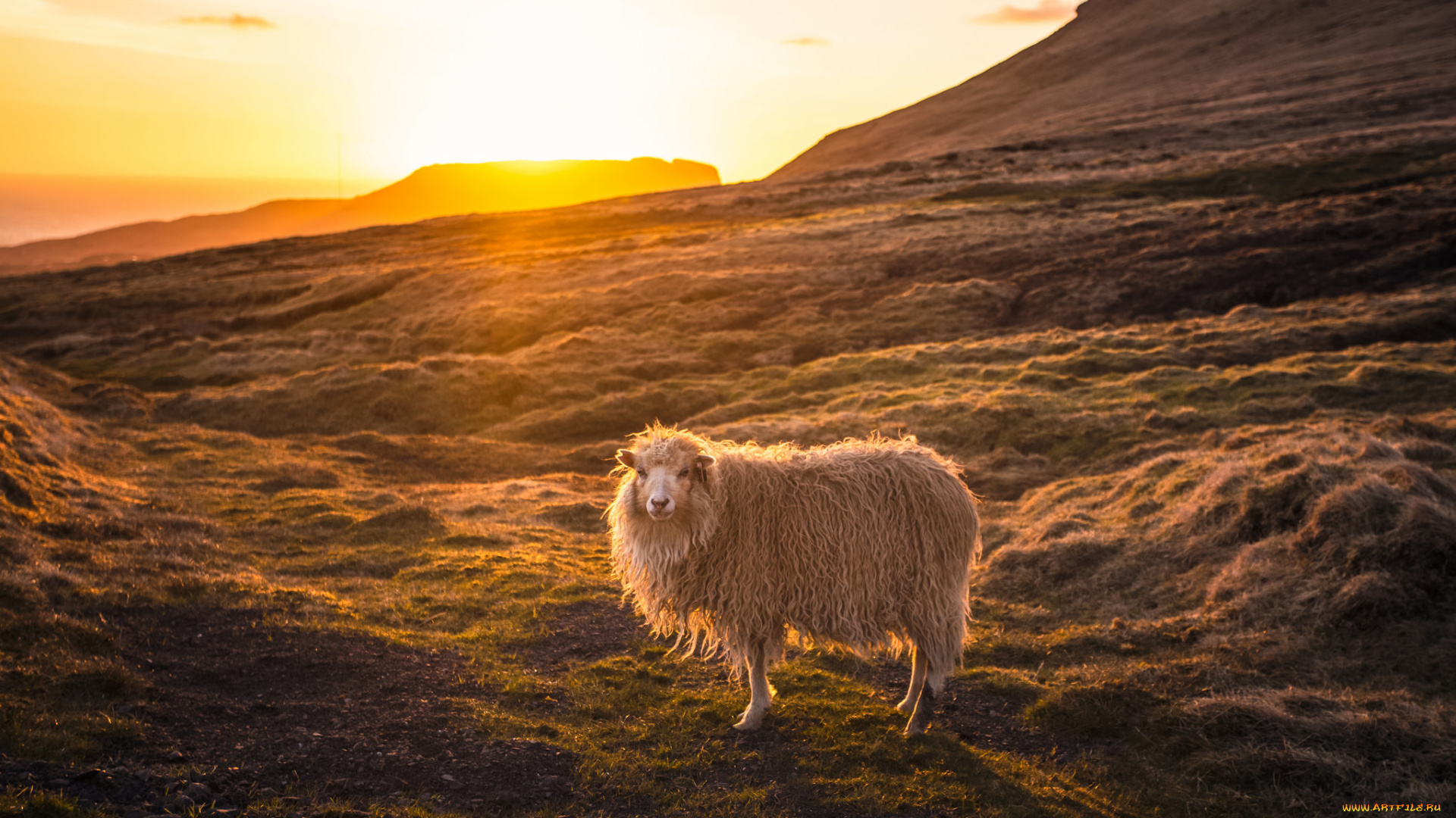 животные, овцы, , бараны, овечка