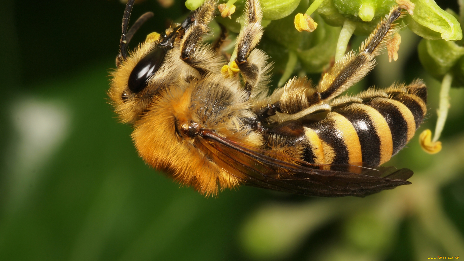 животные, пчелы, , осы, , шмели, пчела