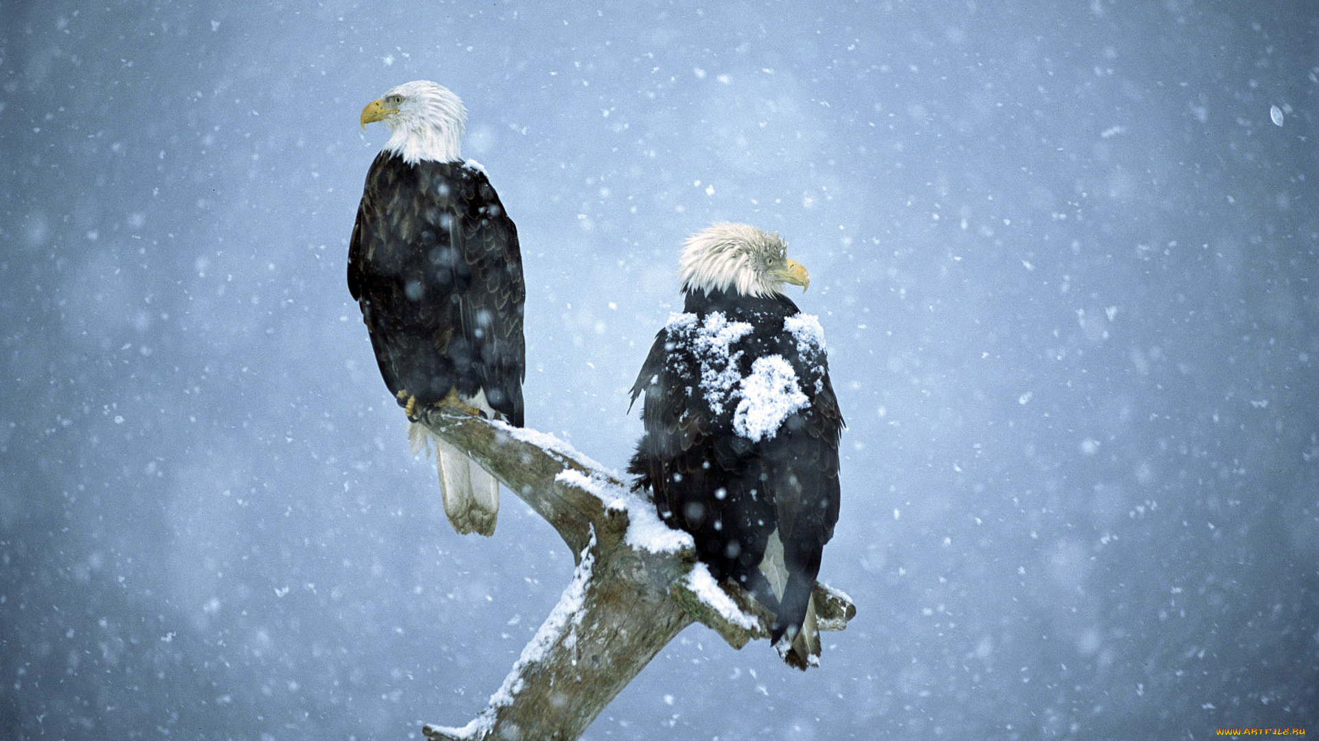животные, птицы, -, хищники, снег, сук, снегопад, ветка, орлы, пара