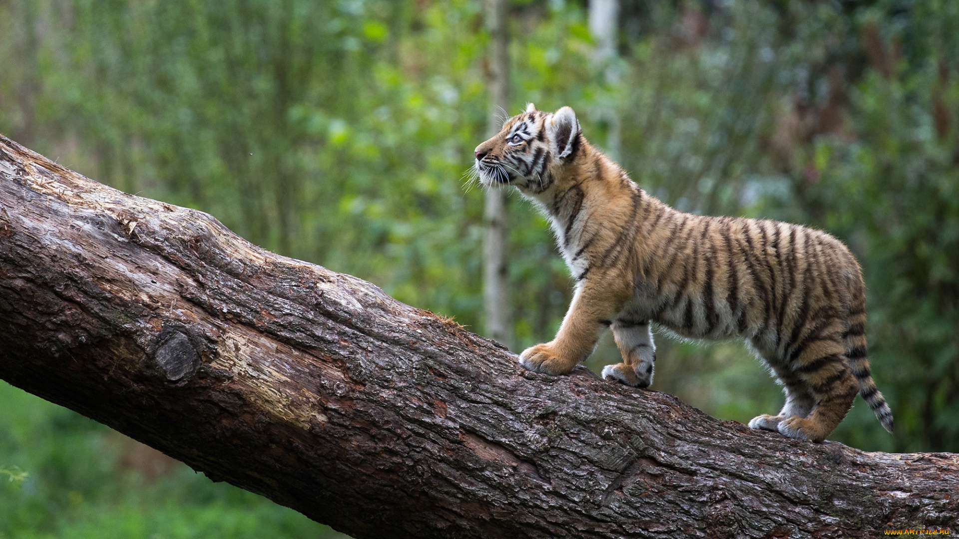 животные, тигры, тигр