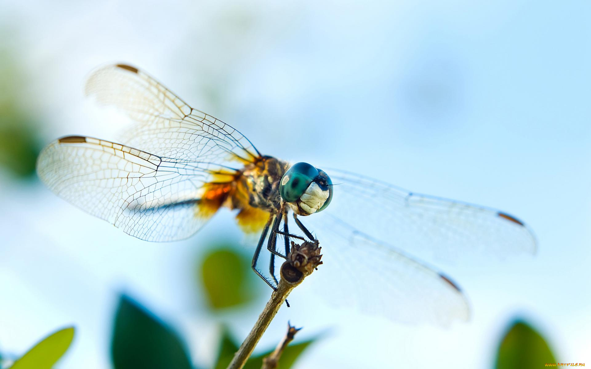 животные, стрекозы, листья, небо, стрекоза, насекомое, ветка