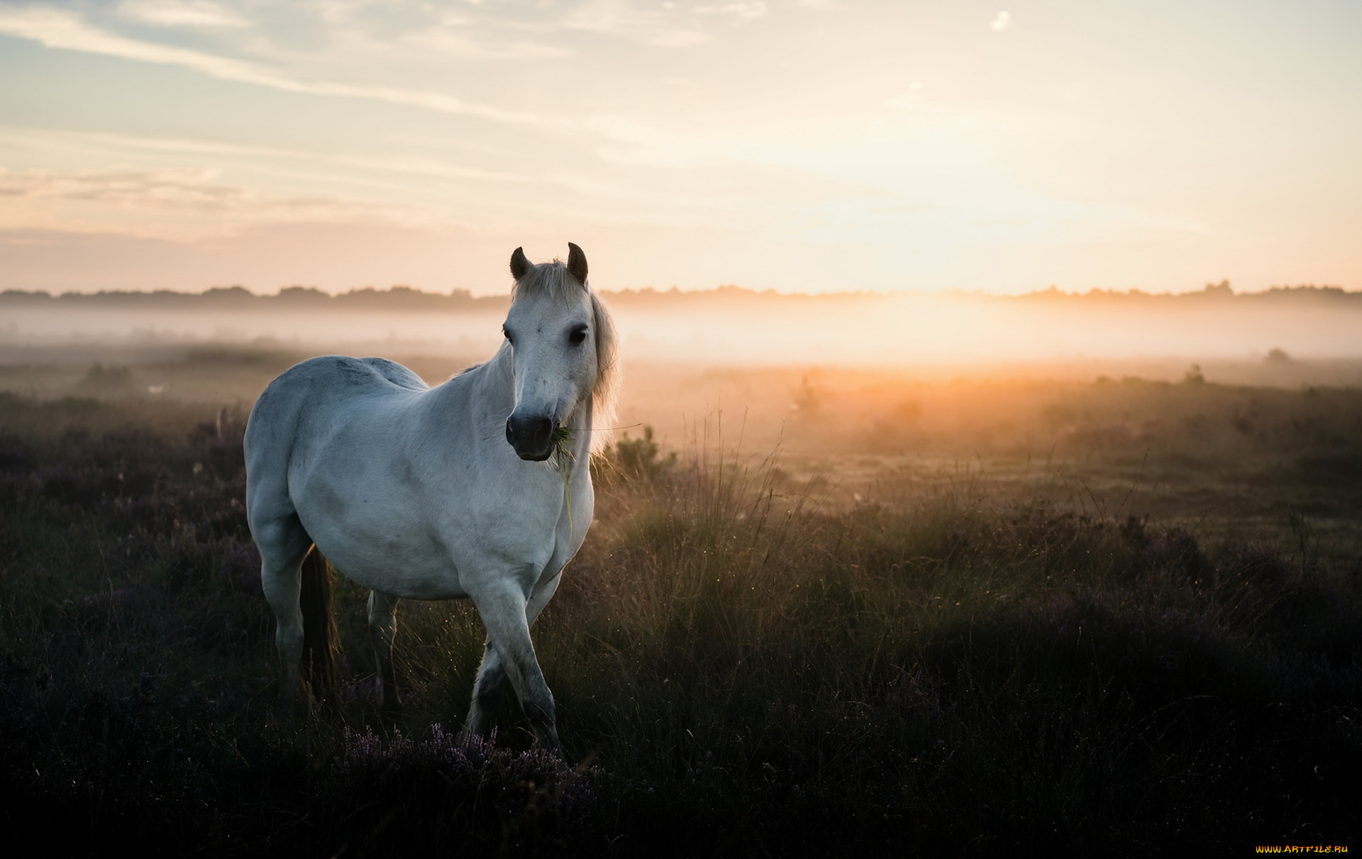 животные, лошади, туман, природа, лето, конь