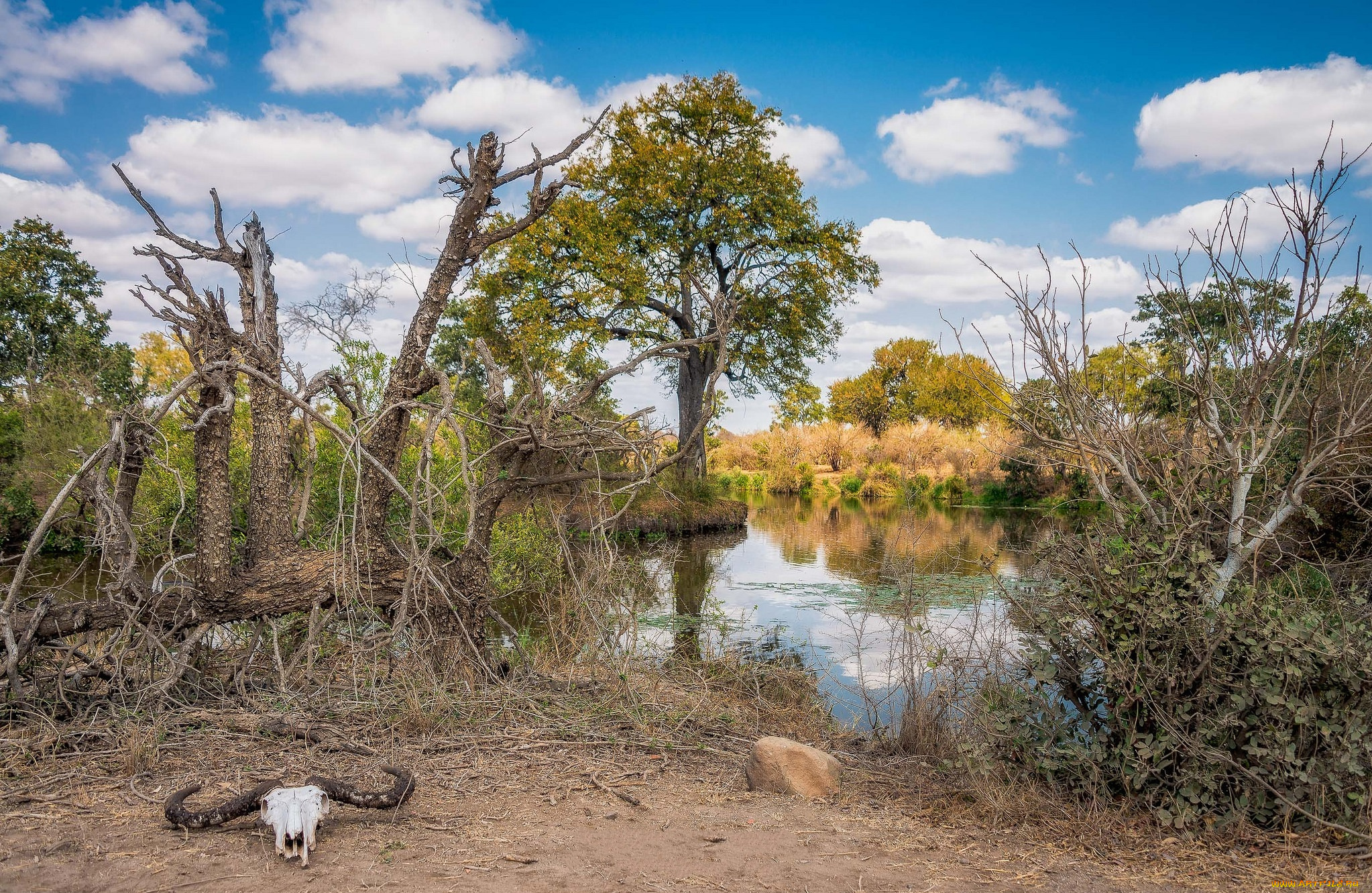 природа, реки, озера, река, лес