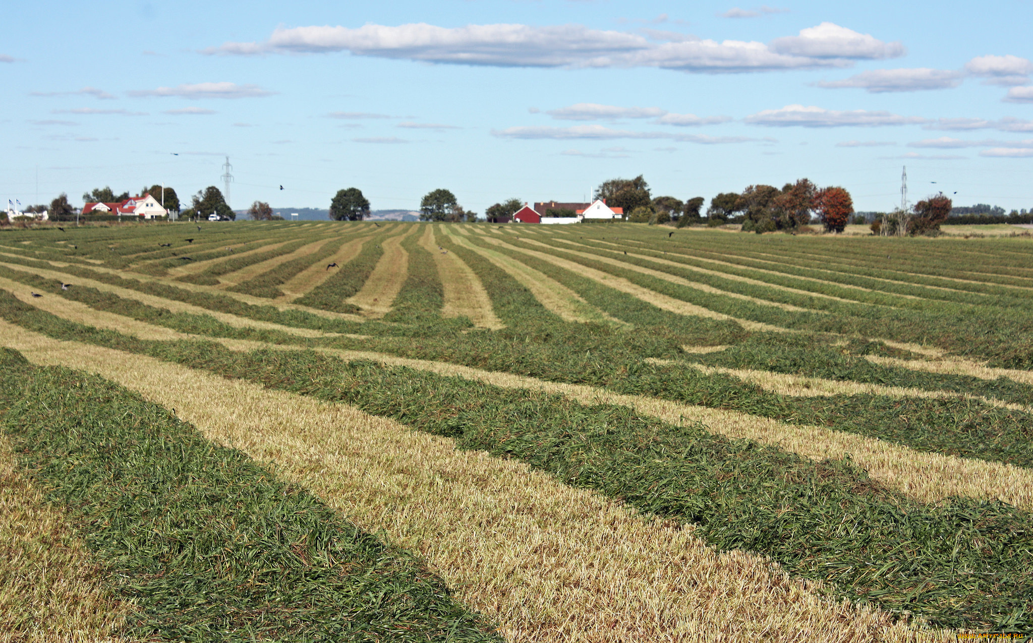 природа, поля, поле